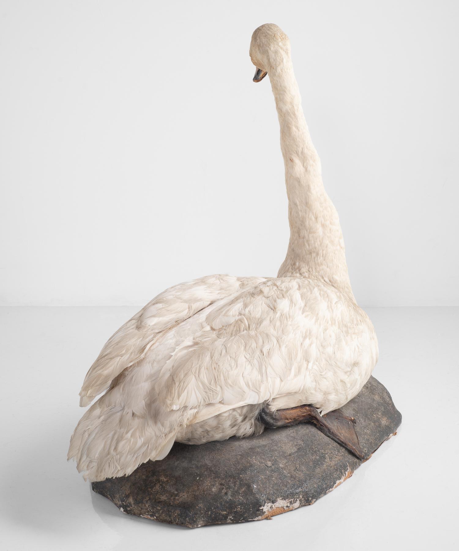 English Taxidermy Mute Swan, England, circa 1930