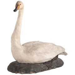 Taxidermy Mute Swan, England, circa 1930