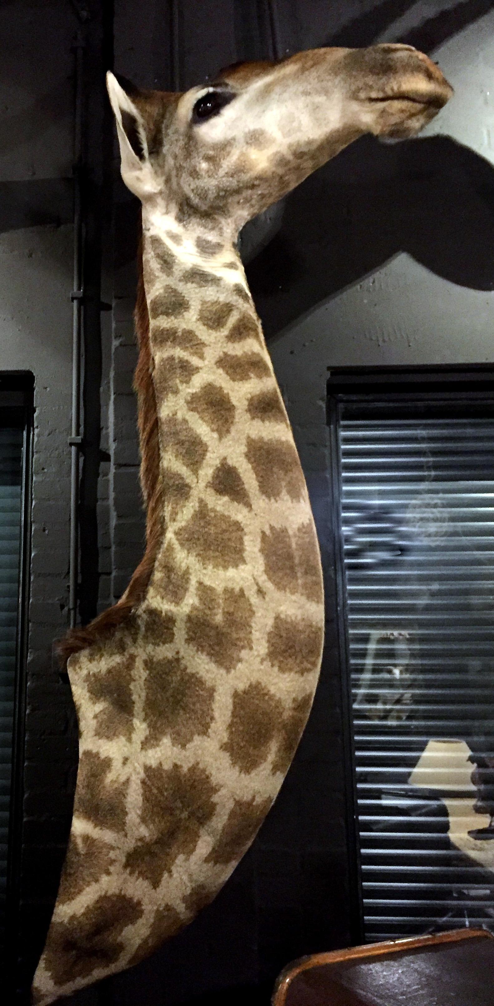 This recently stuffed neck mount of a giraffe is of museum quality.
Very decorative shoulder mount piece.
 