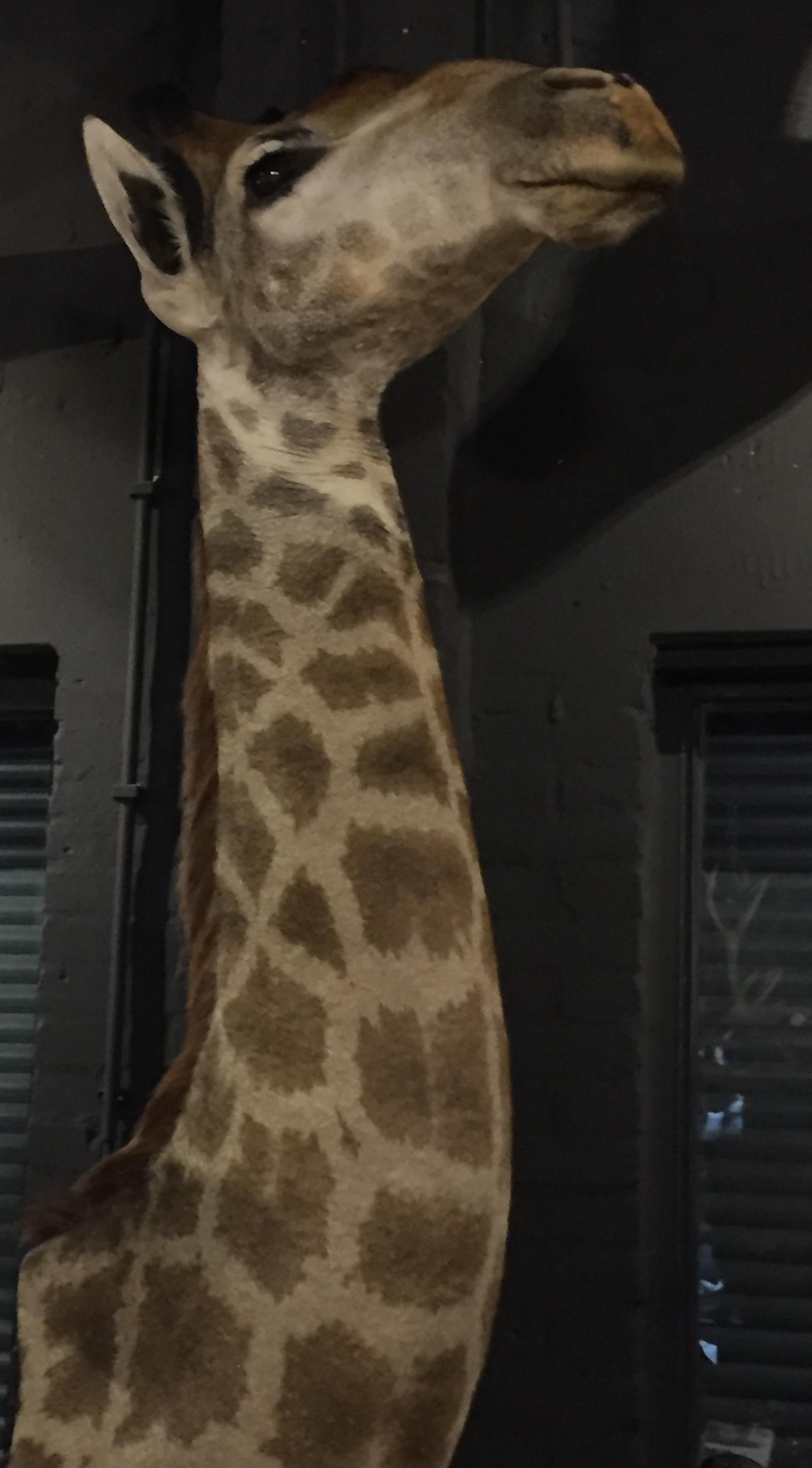 South African Taxidermy Neck Mount of a Giraffe