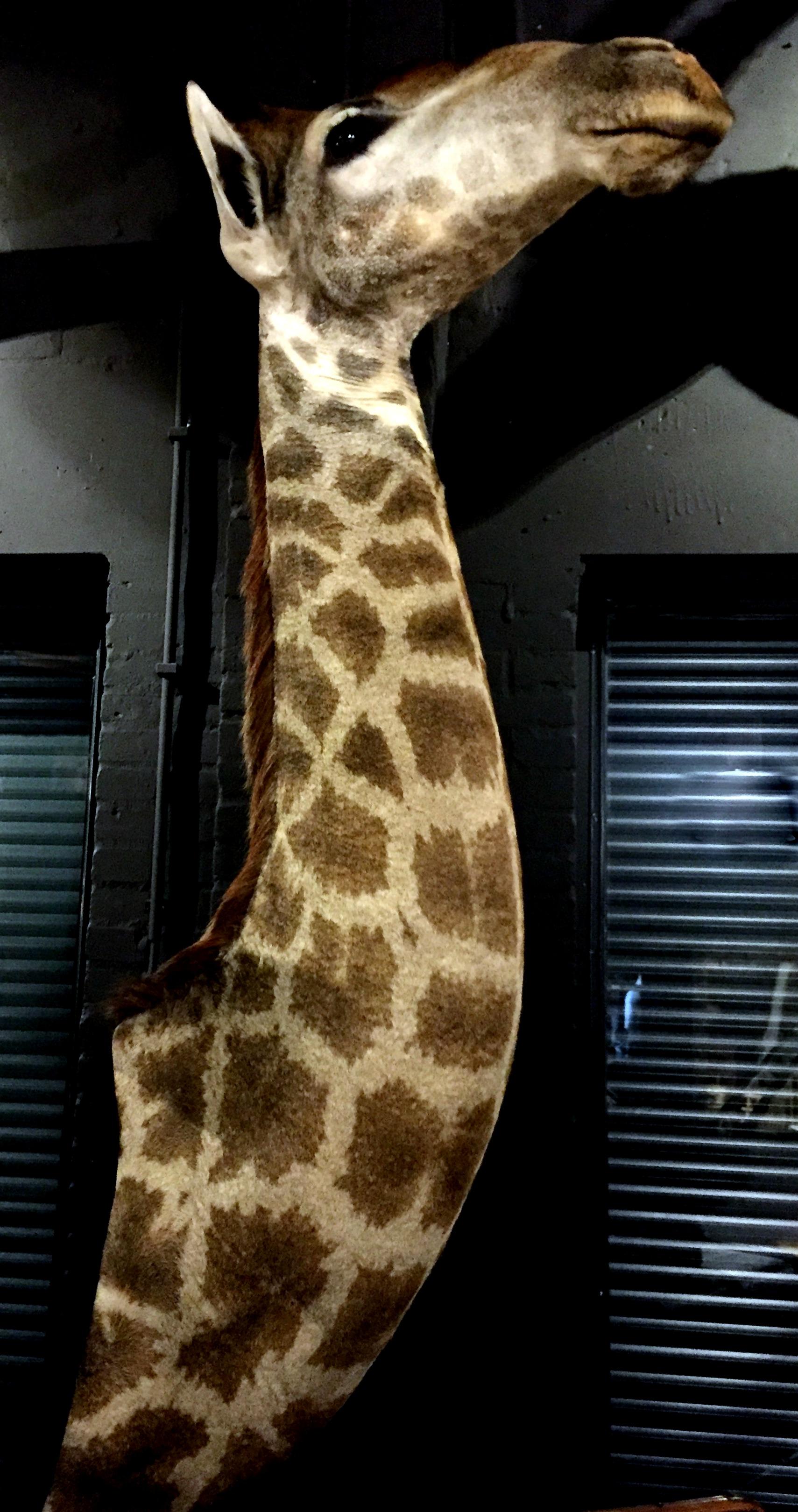 Taxidermy Neck Mount of a Giraffe In Good Condition In Eindhoven, NL
