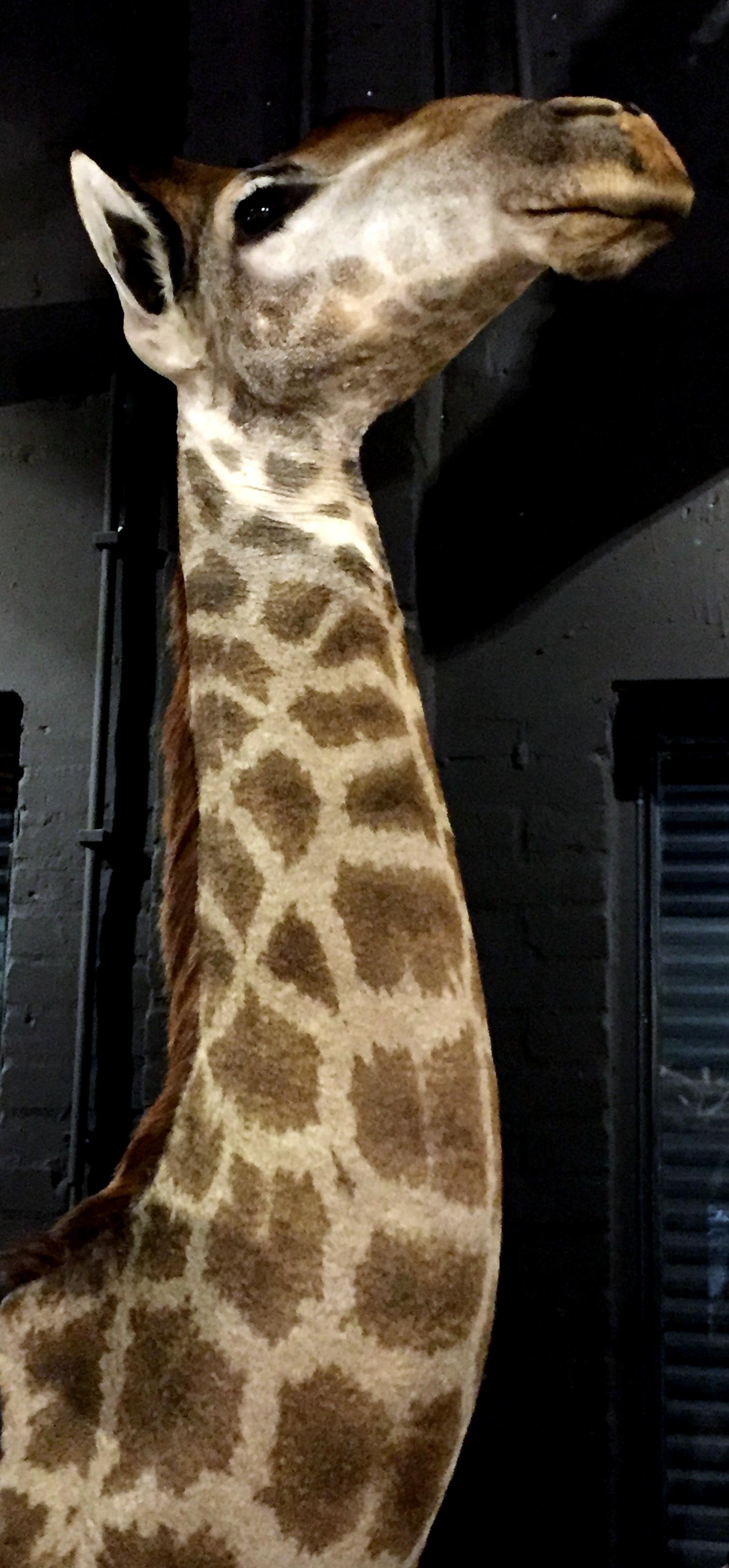 Contemporary Taxidermy Neck Mount of a Giraffe