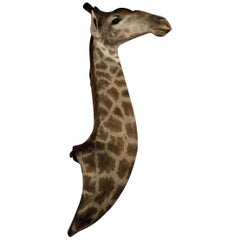 Taxidermy Neck Mount of a Giraffe