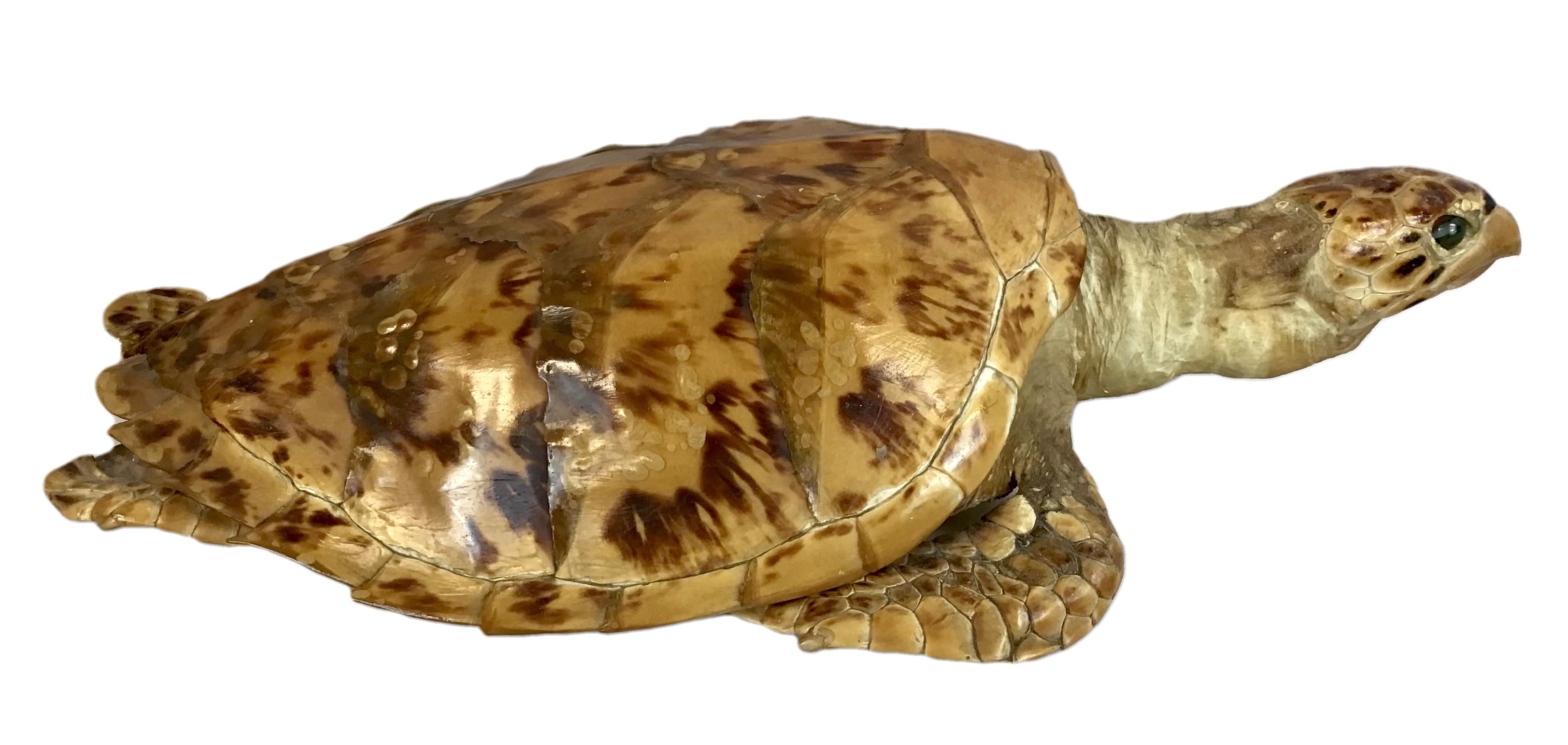 Taxidermy of a sea Turtle.