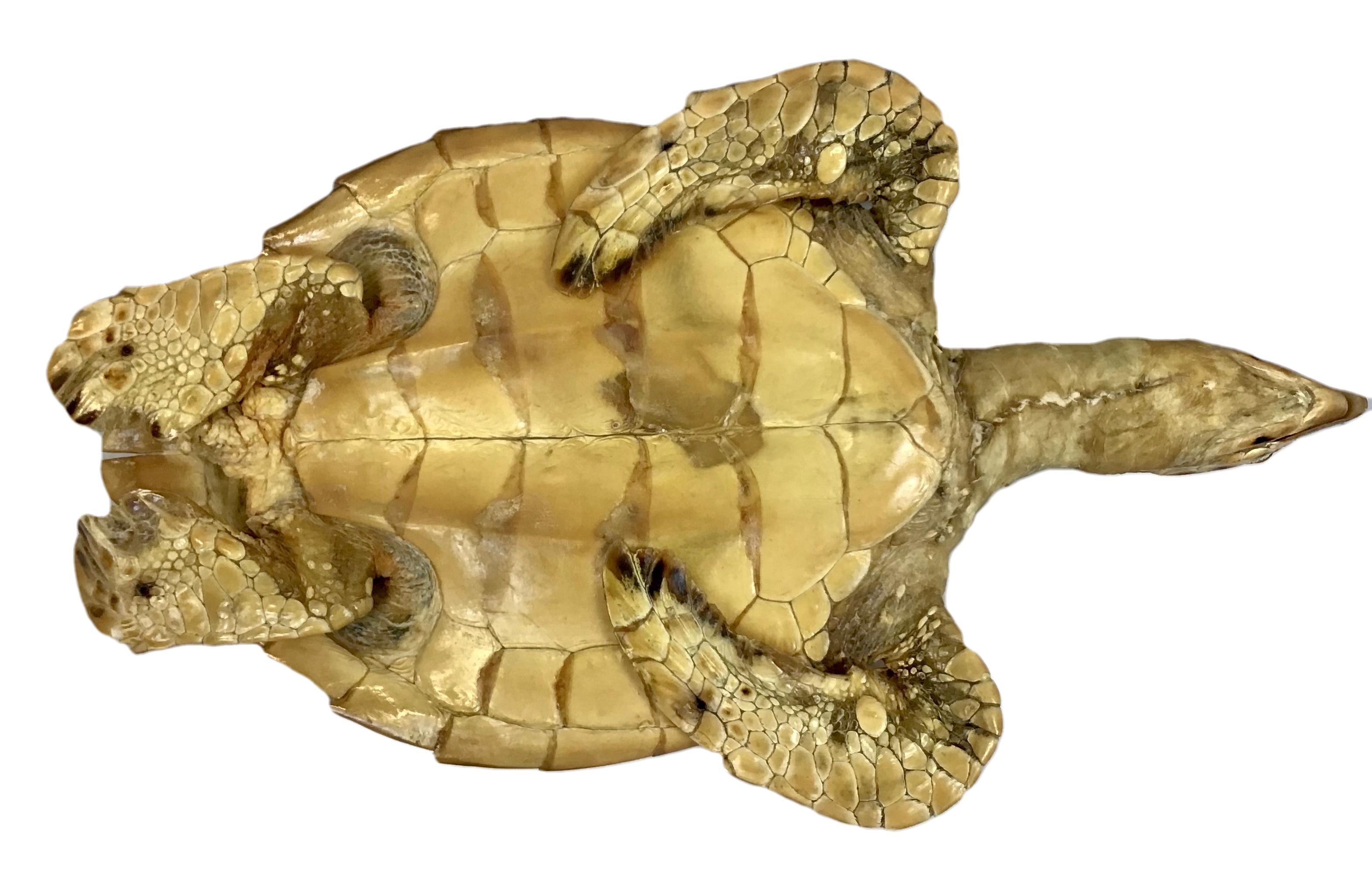 sea turtle taxidermy