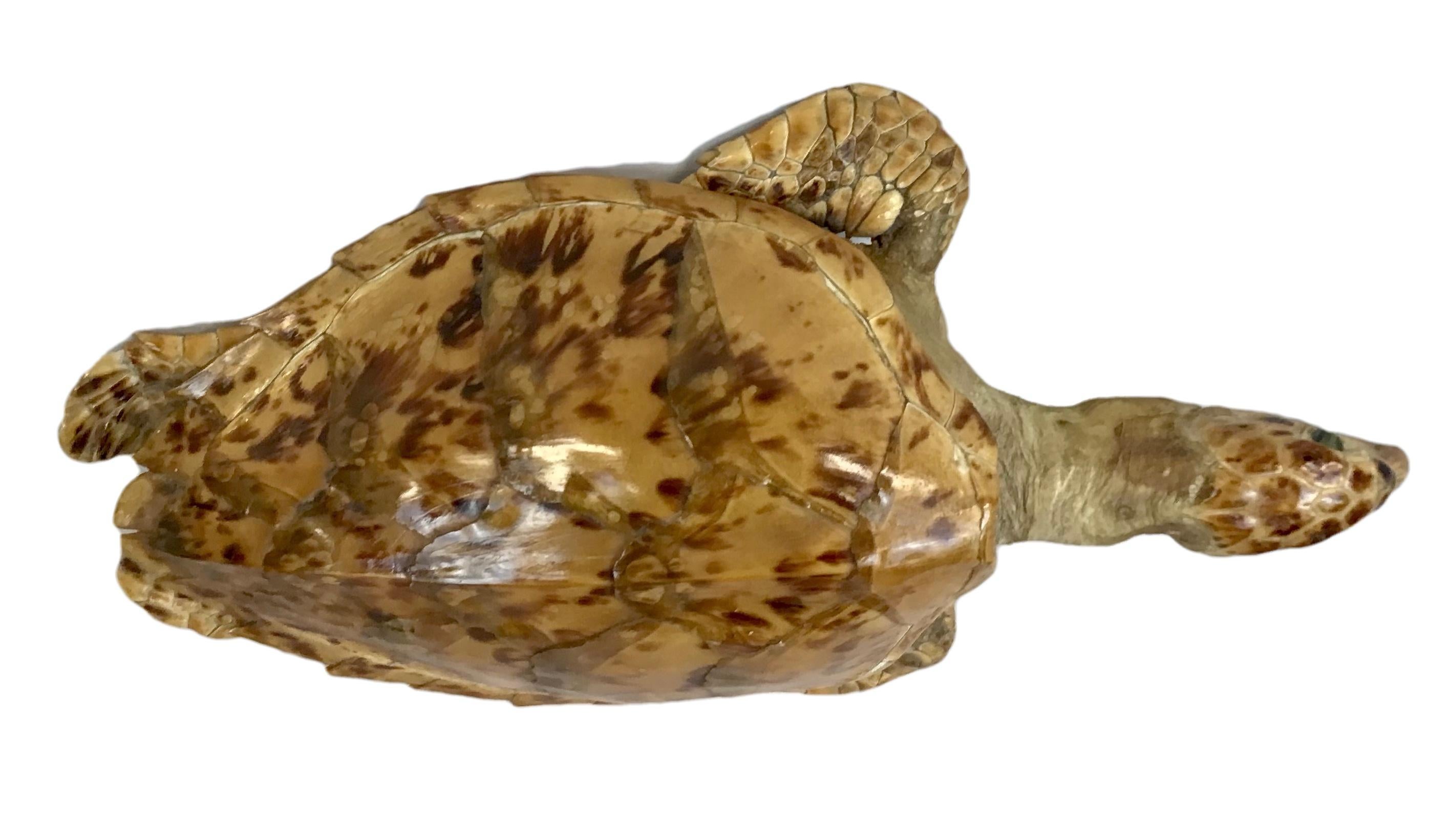 taxidermy sea turtle