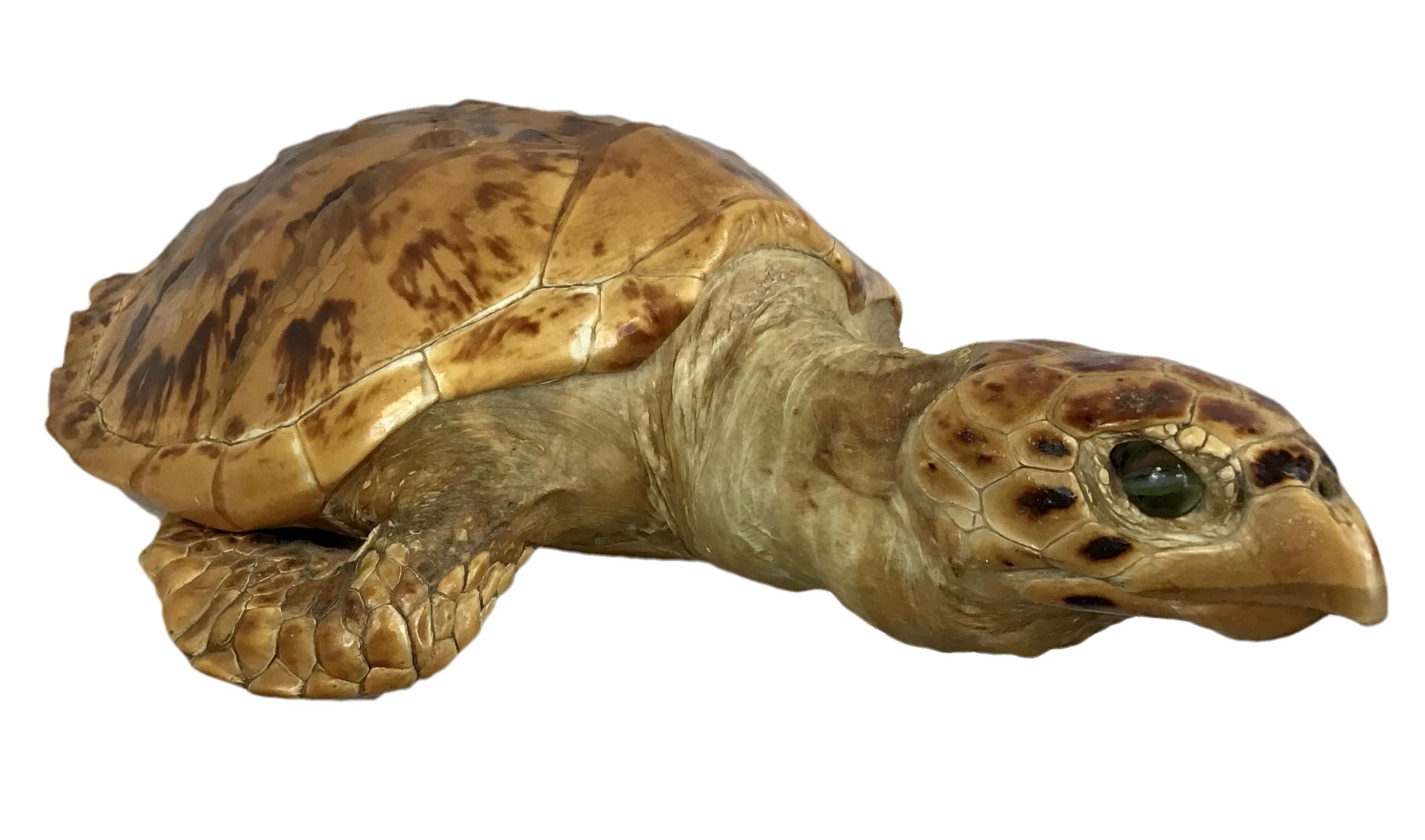 Organic Modern Taxidermy of a Sea Turtle
