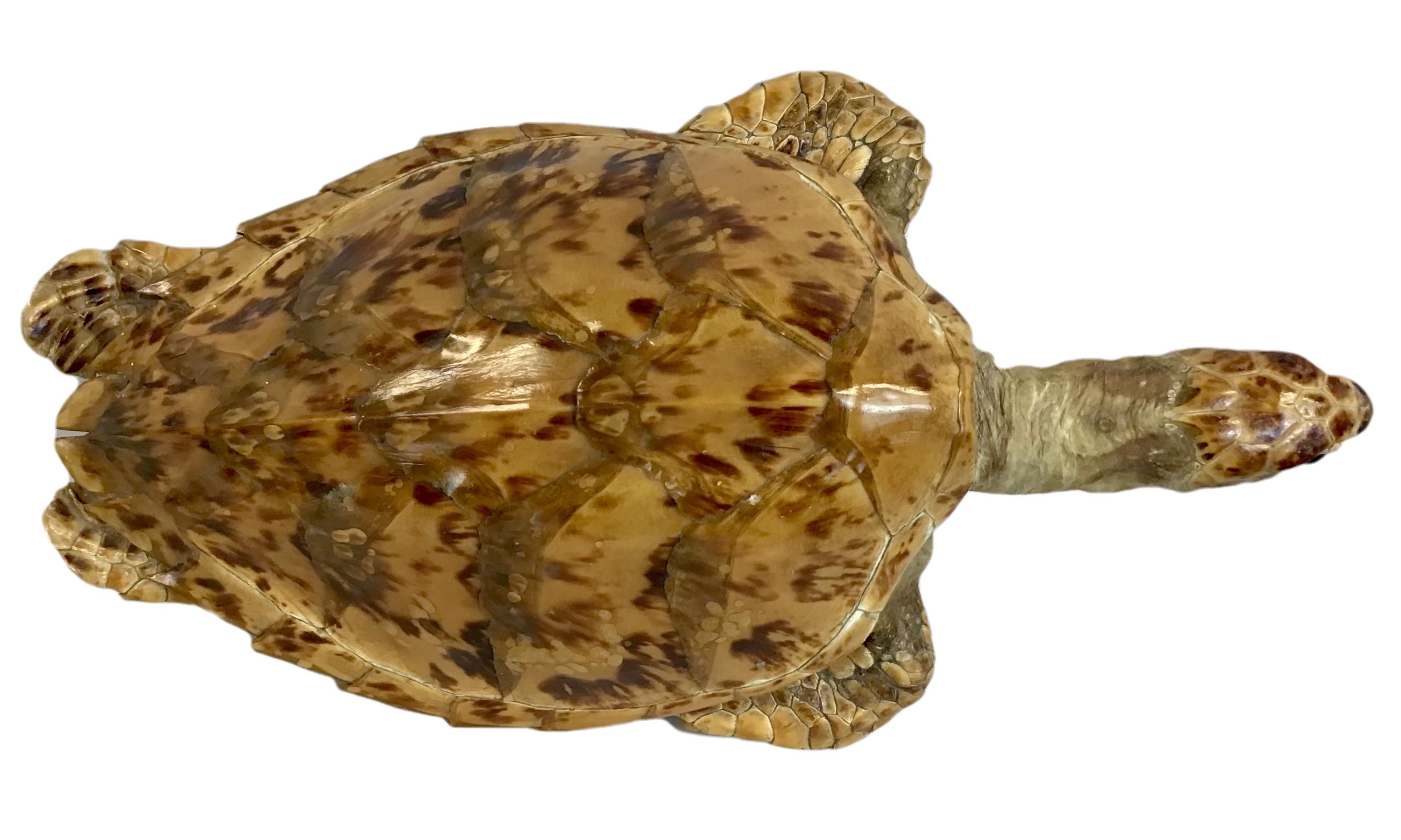 Taxidermy of a Sea Turtle In Good Condition In Bradenton, FL