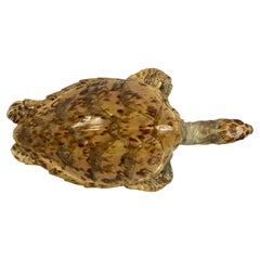 Taxidermy of a Sea Turtle
