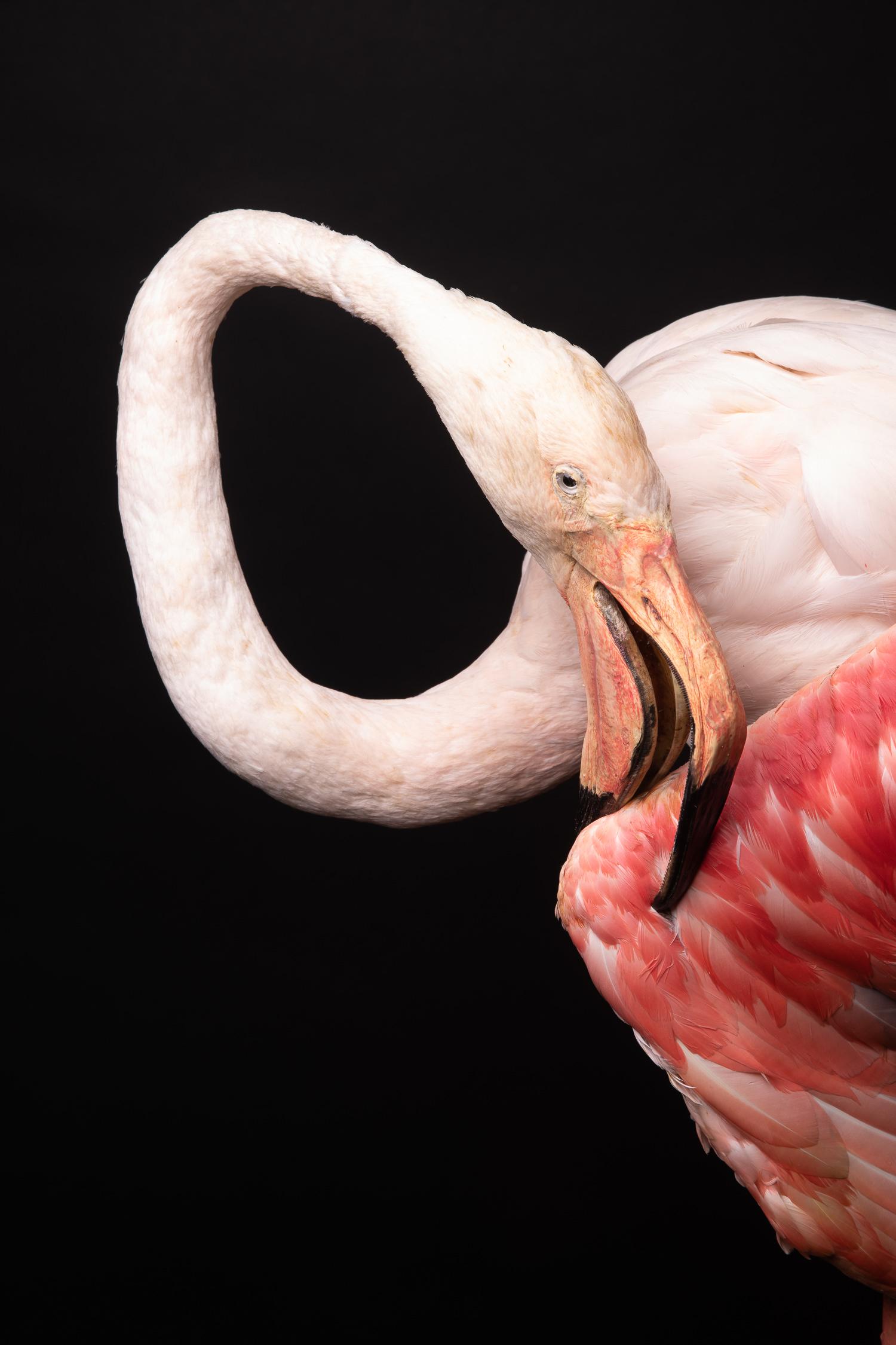 Taxidermy of two small flamingos, one lying on the ground, the other standing on both legs. Their feathers are light pink, while their beaks are a darker shade of color. The flamingo standing up has dark pink and black feather as wings. Both of them