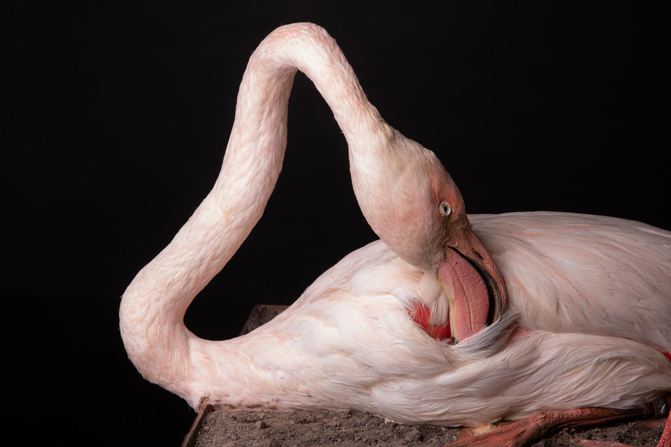 flamingo taxidermy