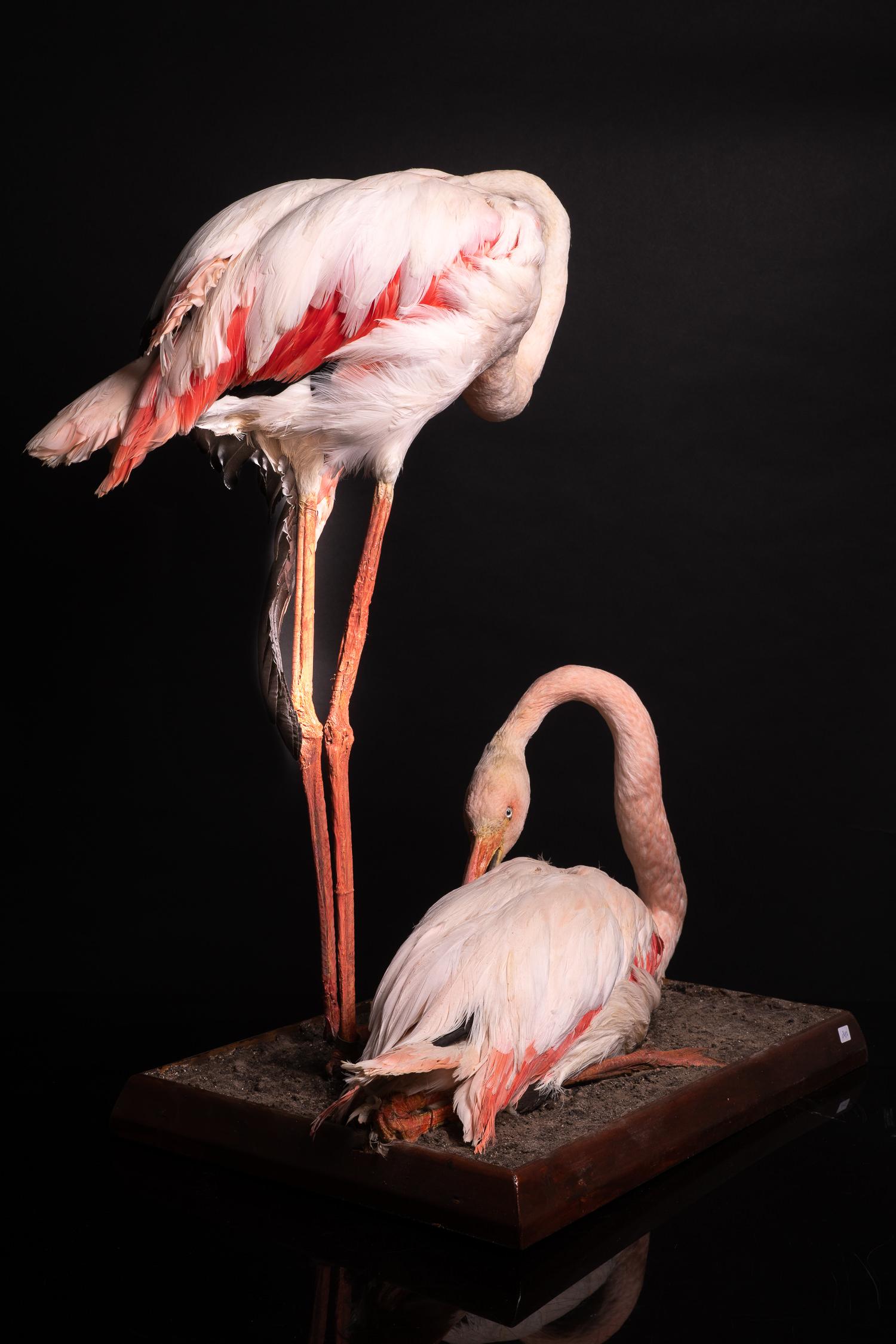 taxidermy flamingo