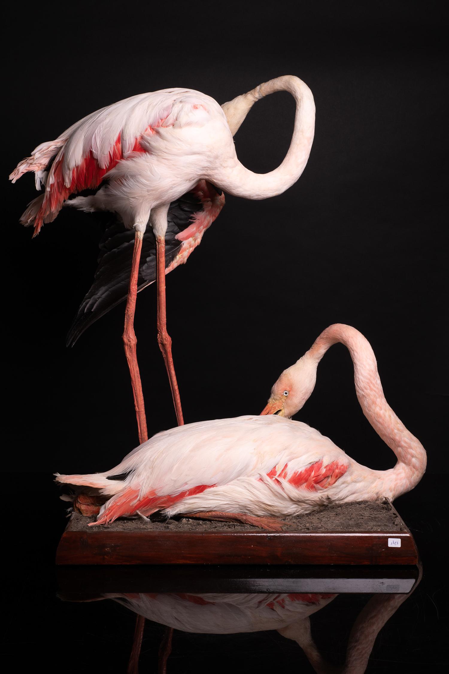 Unknown Taxidermy of Two Lovely Pink Flamingos