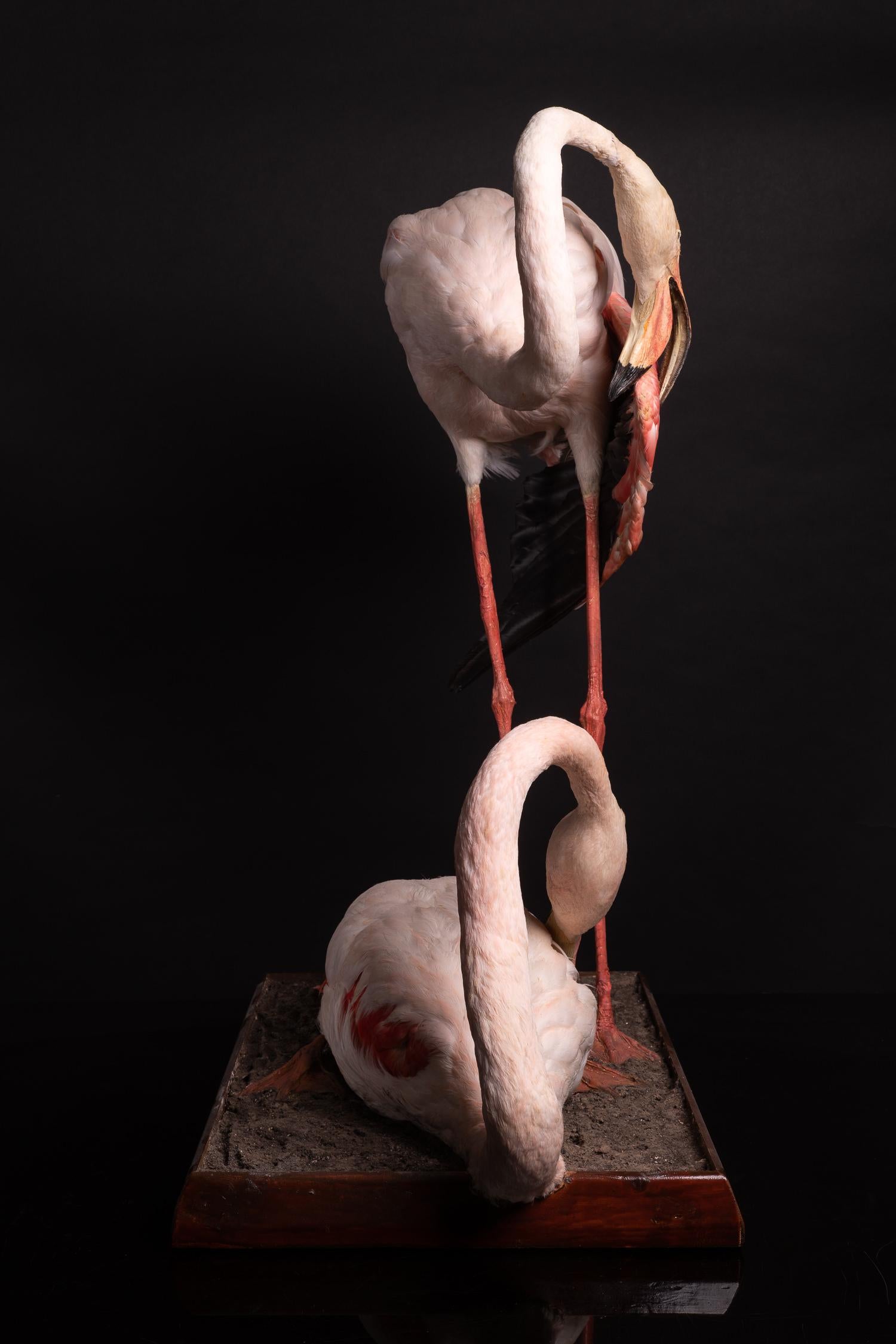 Hand-Crafted Taxidermy of Two Lovely Pink Flamingos