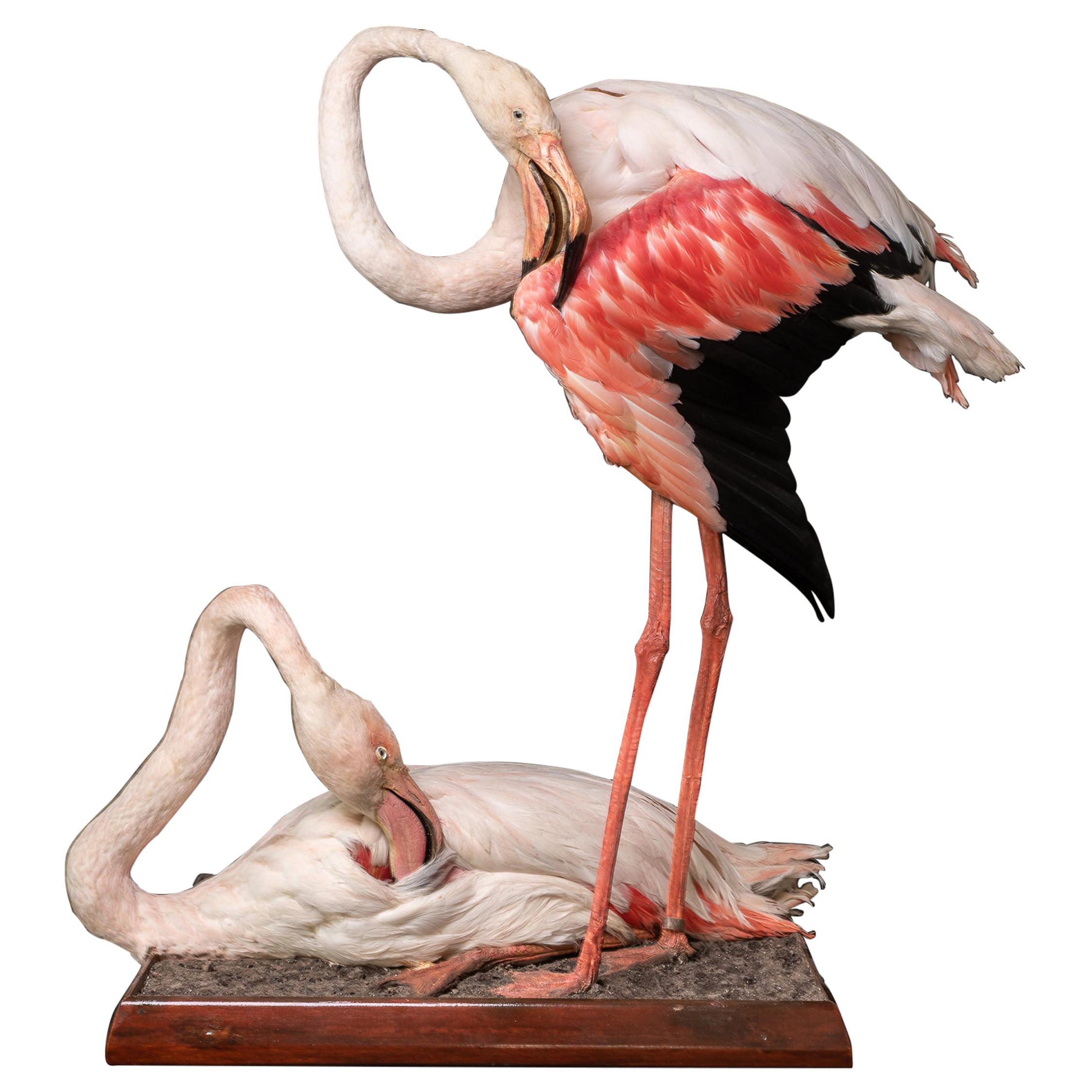 Taxidermy of Two Lovely Pink Flamingos