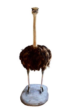 Taxidermy Ostrich