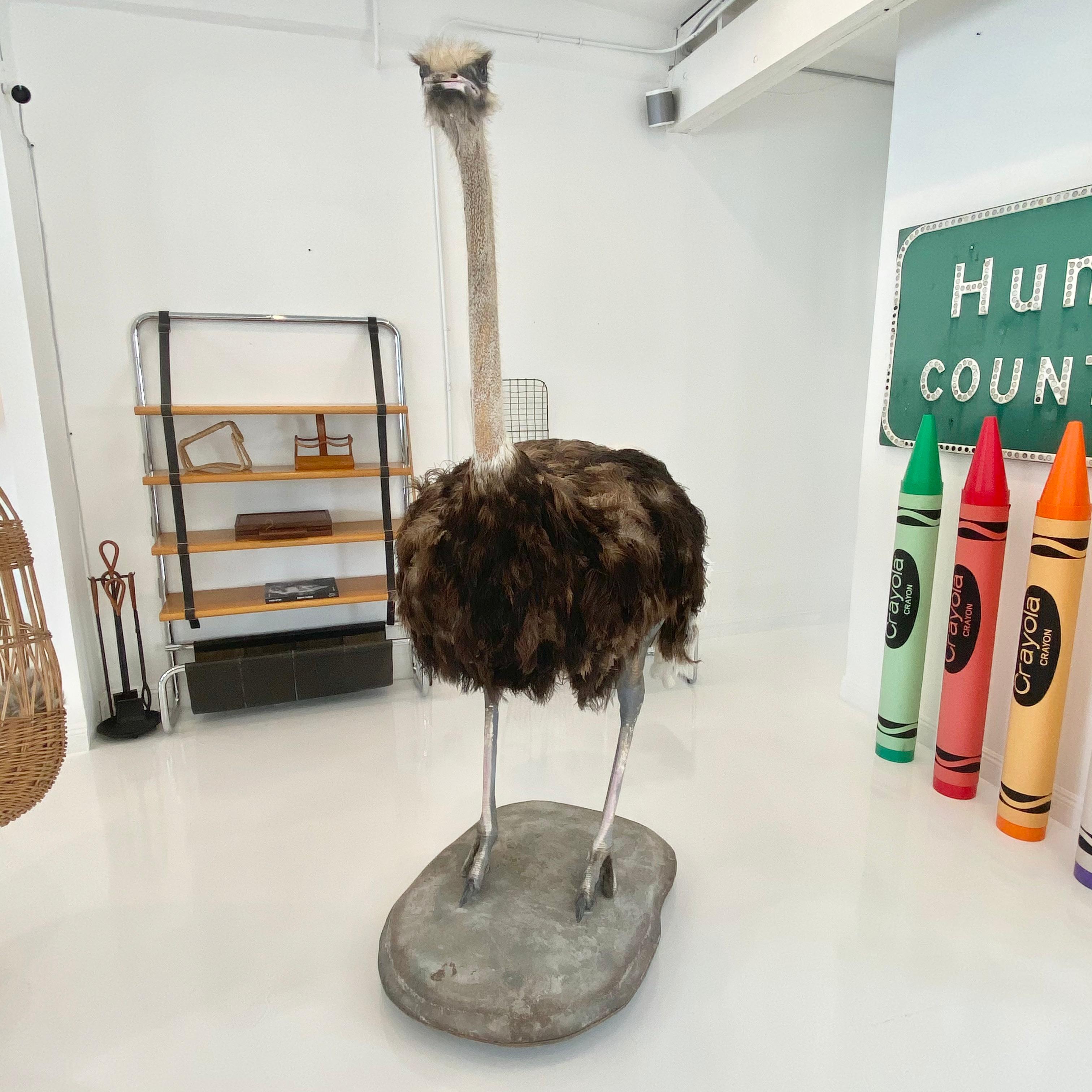 Massive taxidermy Ostrich on stand on concrete base. Over 7 feet tall. Full body and plumage. Stand has wheels for easy placement. Extremely well preserved with good coloring and expression. Excellent specimen and unique statement piece.