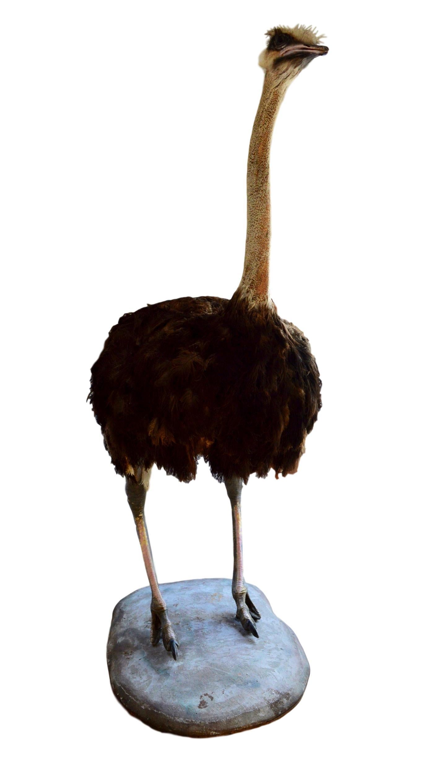 Américain Autruche taxidermique