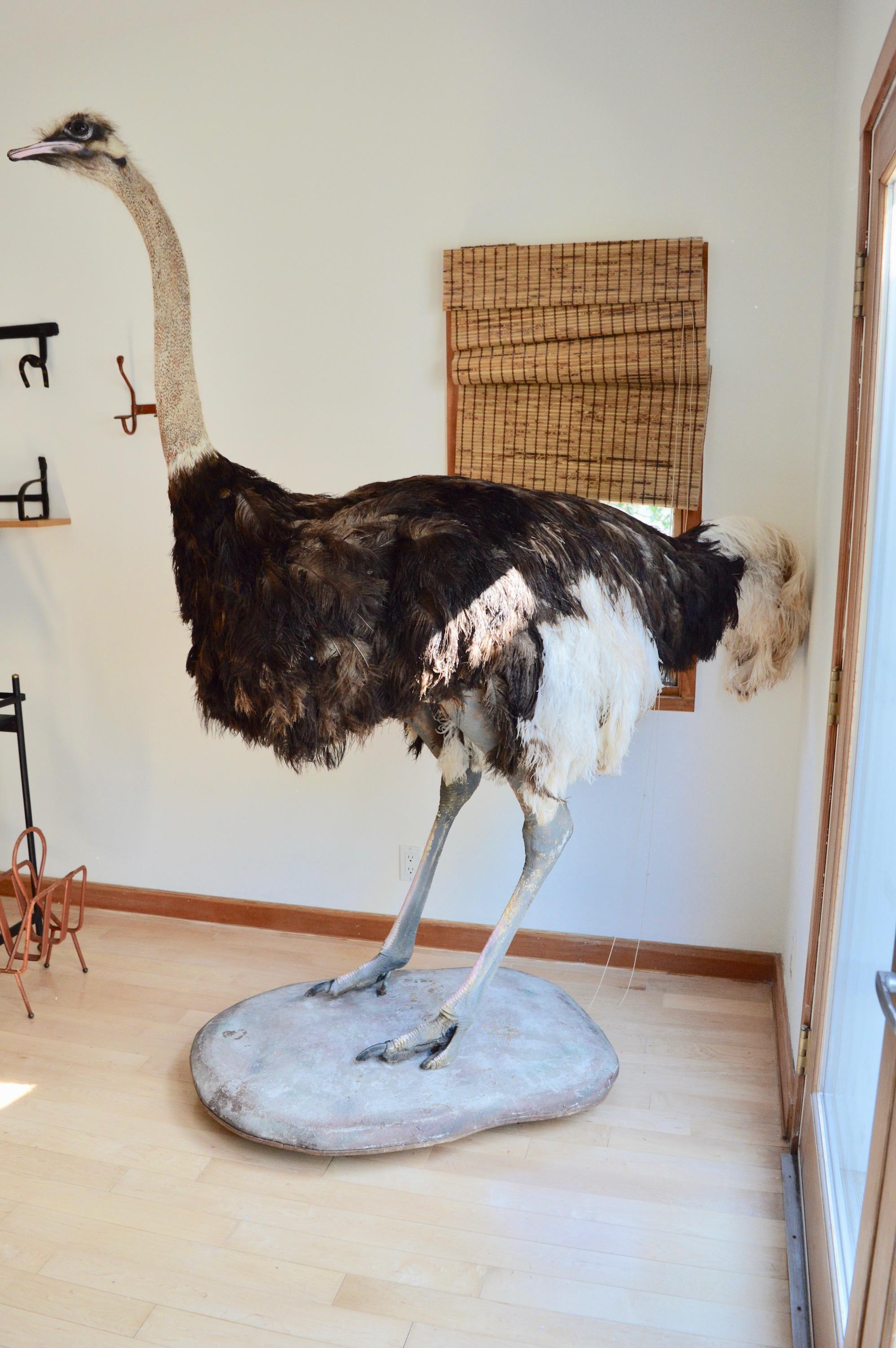 stuffed ostrich for sale