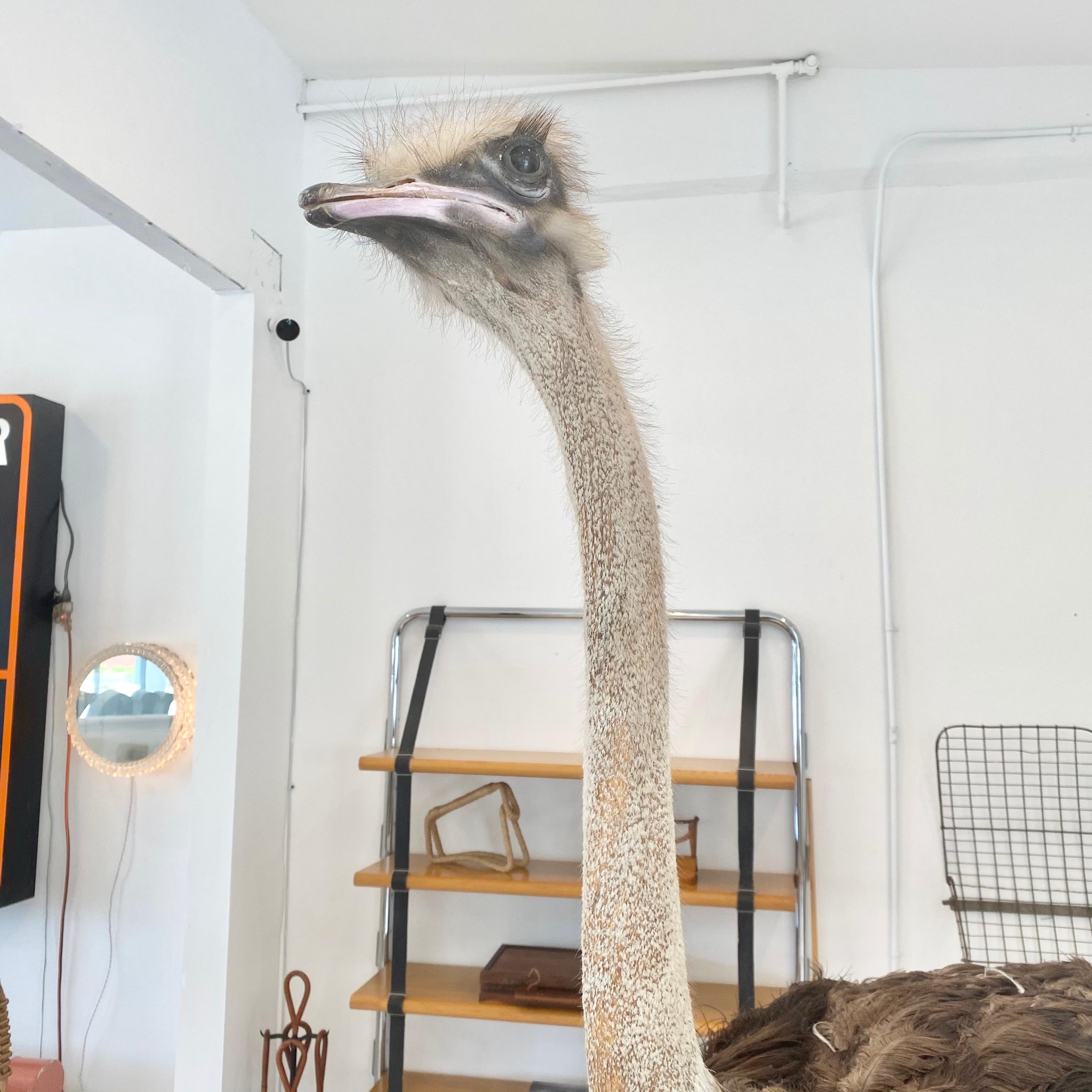 ostrich taxidermy