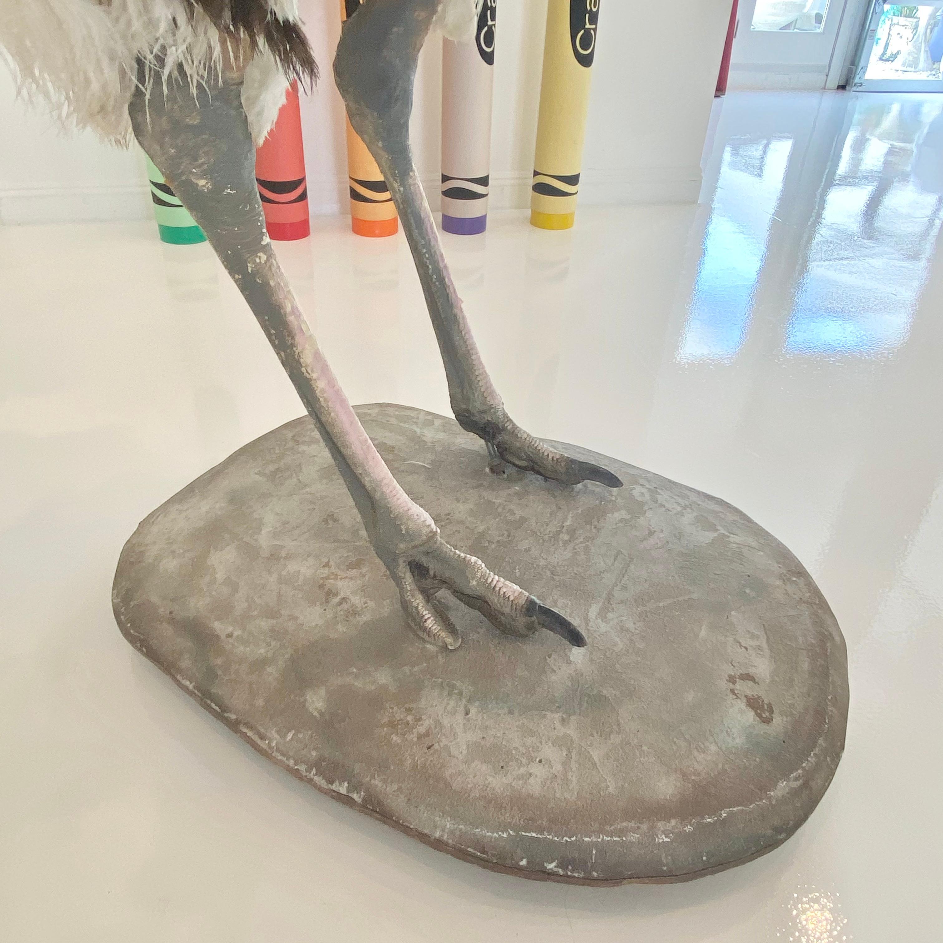 Taxidermy Ostrich In Good Condition In Los Angeles, CA