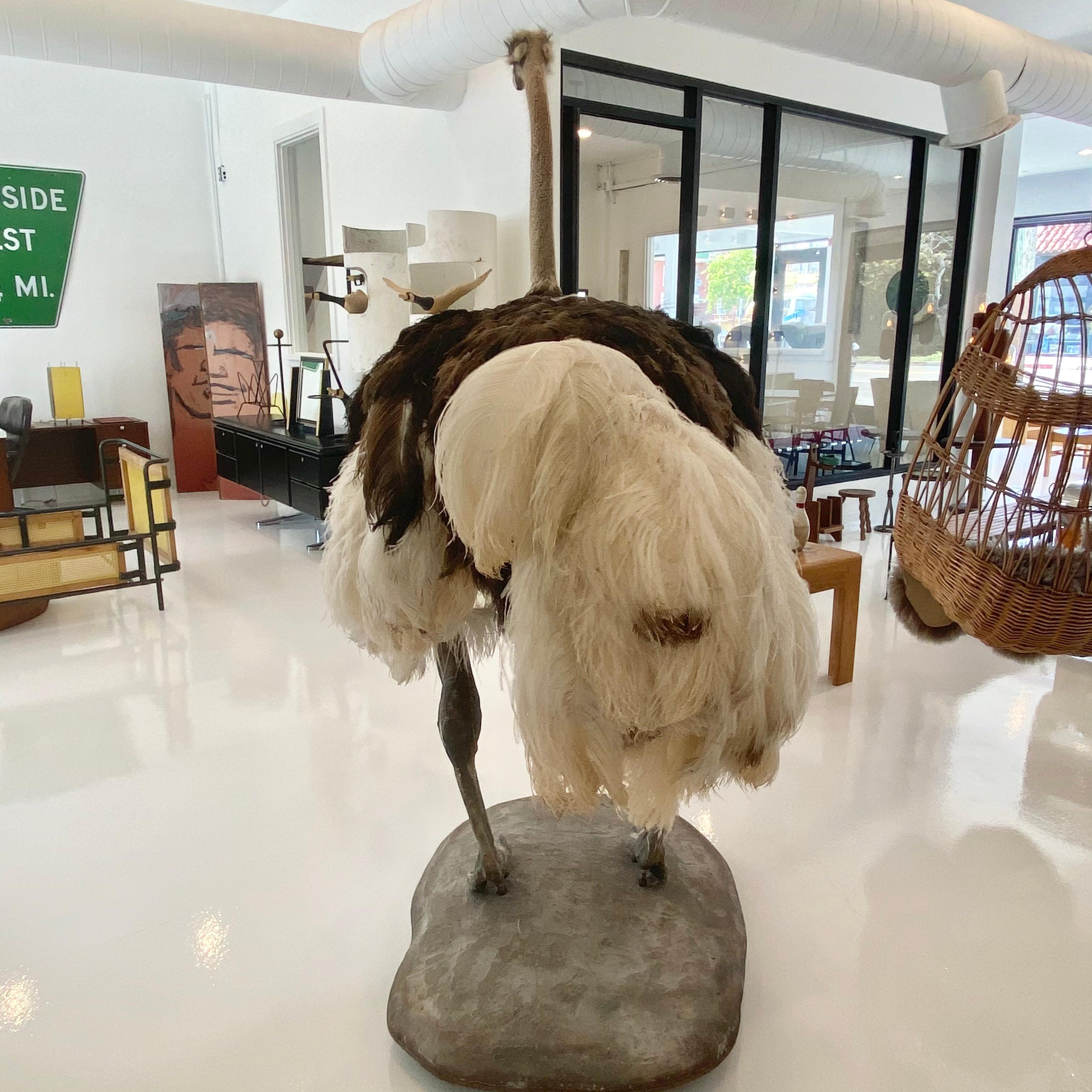 Mid-20th Century Taxidermy Ostrich