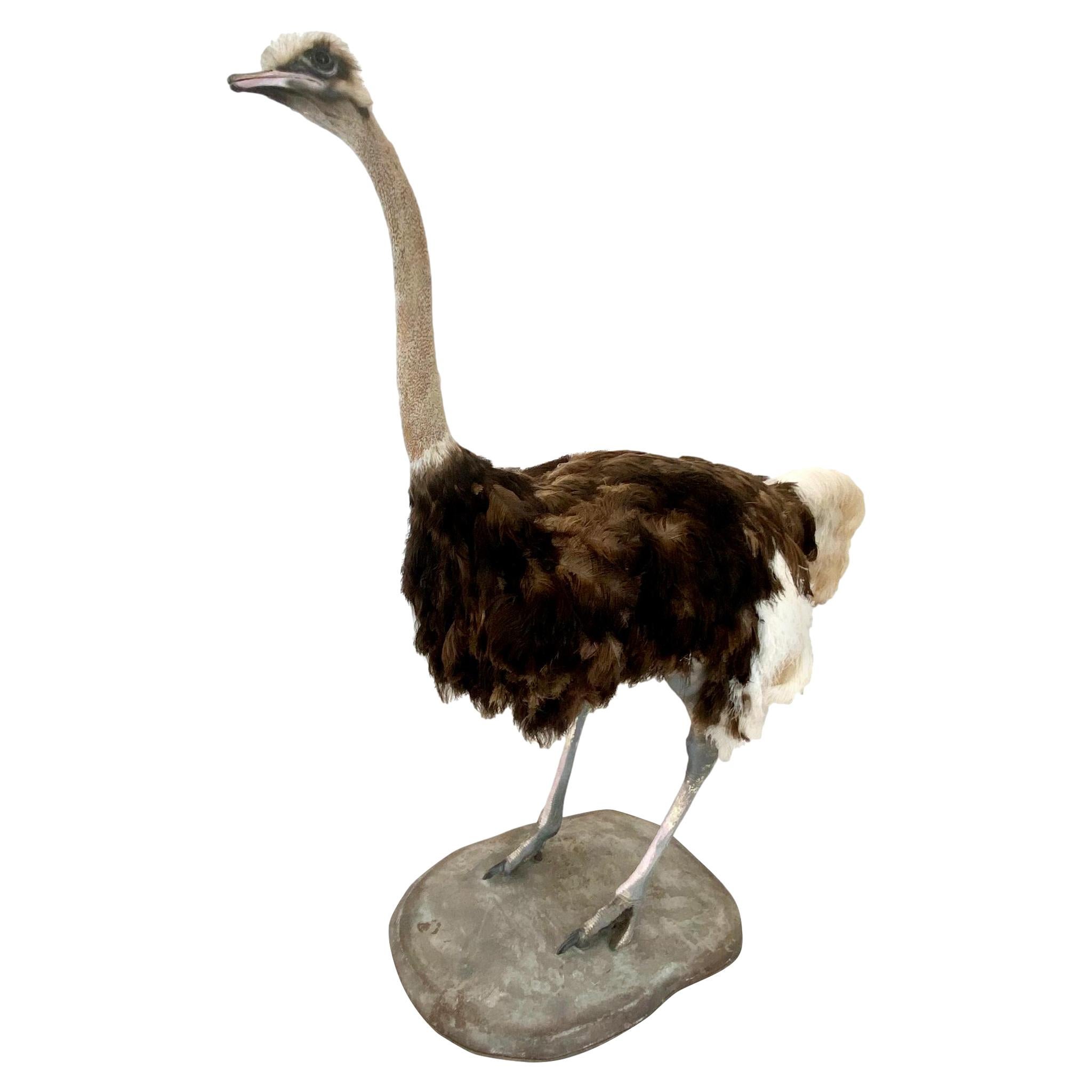 Taxidermy Ostrich