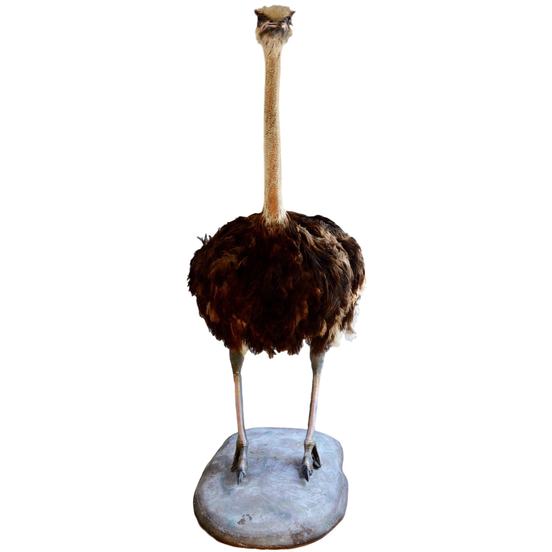 Taxidermy Ostrich