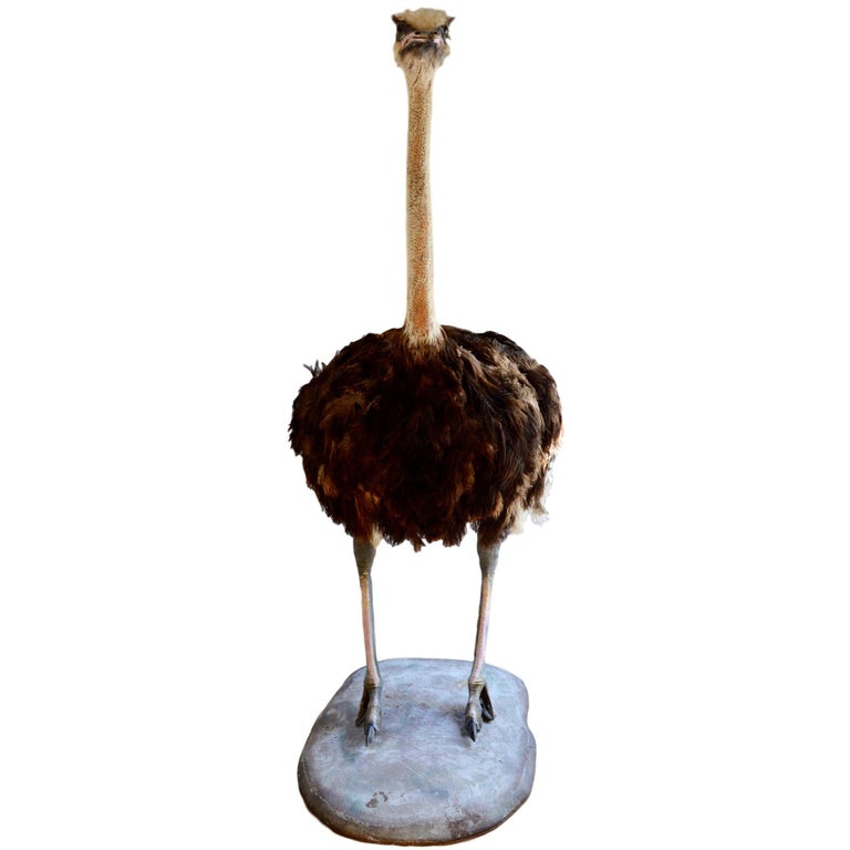 Taxidermy Ostrich at 1stDibs