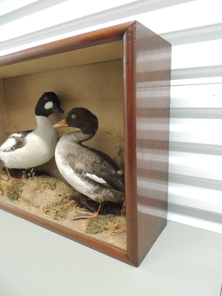 Taxidermy Pair of Ducks in Display Case For Sale at 1stdibs