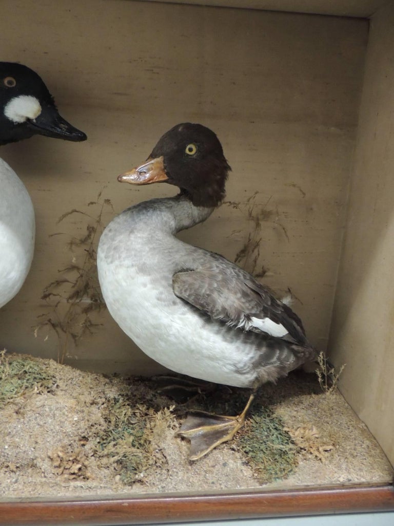 Taxidermy Pair of Ducks in Display Case For Sale at 1stdibs