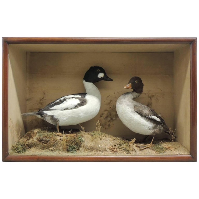 Taxidermy Pair of Ducks in Display Case For Sale at 1stdibs