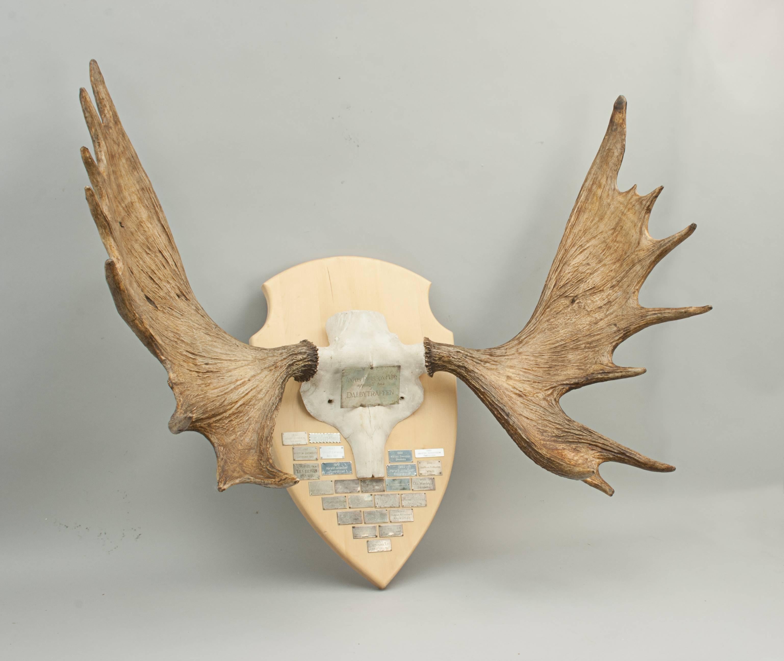 Vintage taxidermy, moose antlers, palmate antlers.
Pair of 18 point moose antlers, Elk antlers, with skull cap, mounted onto a wooden shield with 26 silver plaques. The main plaque reads 'ANTON PERSSONs VPR, uppsatt 1963, DALBYTRAFFEN' with a