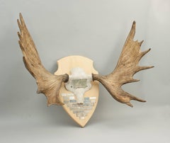 Taxidermy, Pair of Moose, Elk Antlers