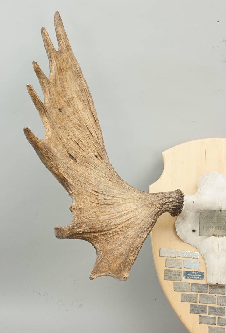 Taxidermy, Pair of Moose, Elk Antlers at 1stDibs moose antlers for