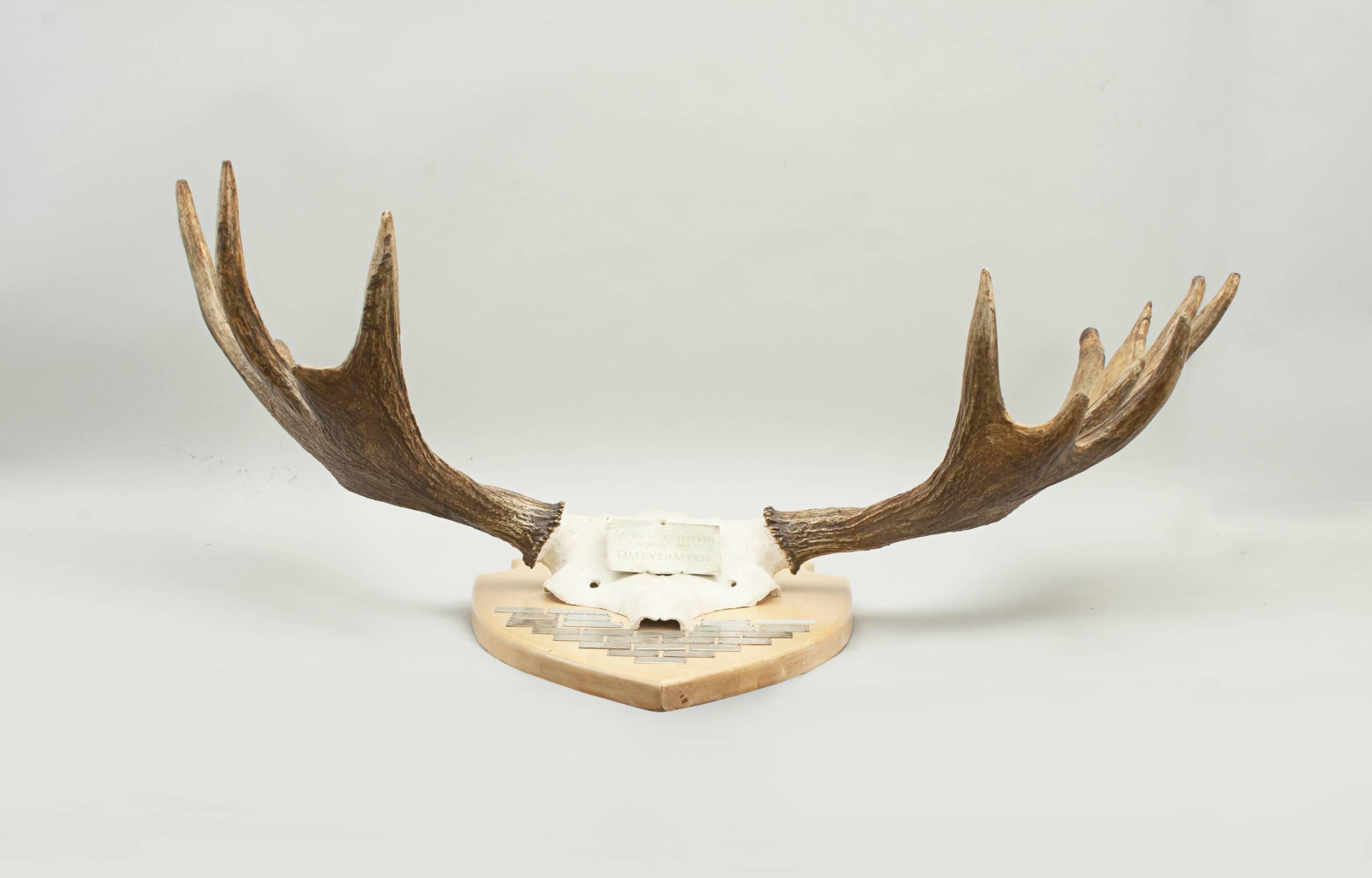 Mid-20th Century Taxidermy, Pair of Moose, Elk Antlers