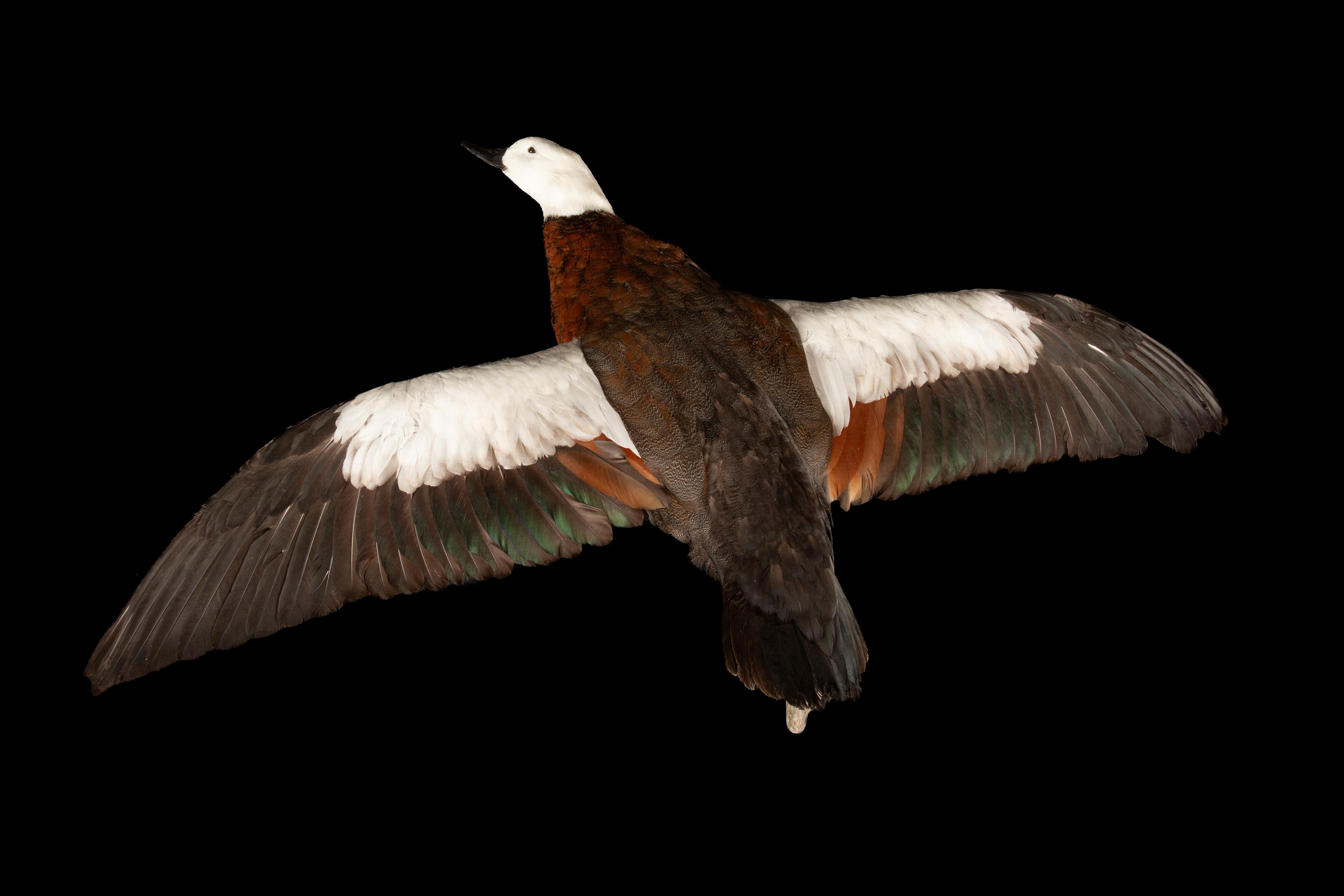 Taxidermy Paradise Shelduck (Tadorna variegata) 

Endemic to New Zealand, the female paradise shelduck features a striking white head and chestnut body. These shelducks are known for their lifelong pair bonds and primarily graze on pasture grasses
