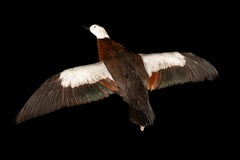 Taxidermia Tarro blanco en vuelo (Tadorna variegata)
