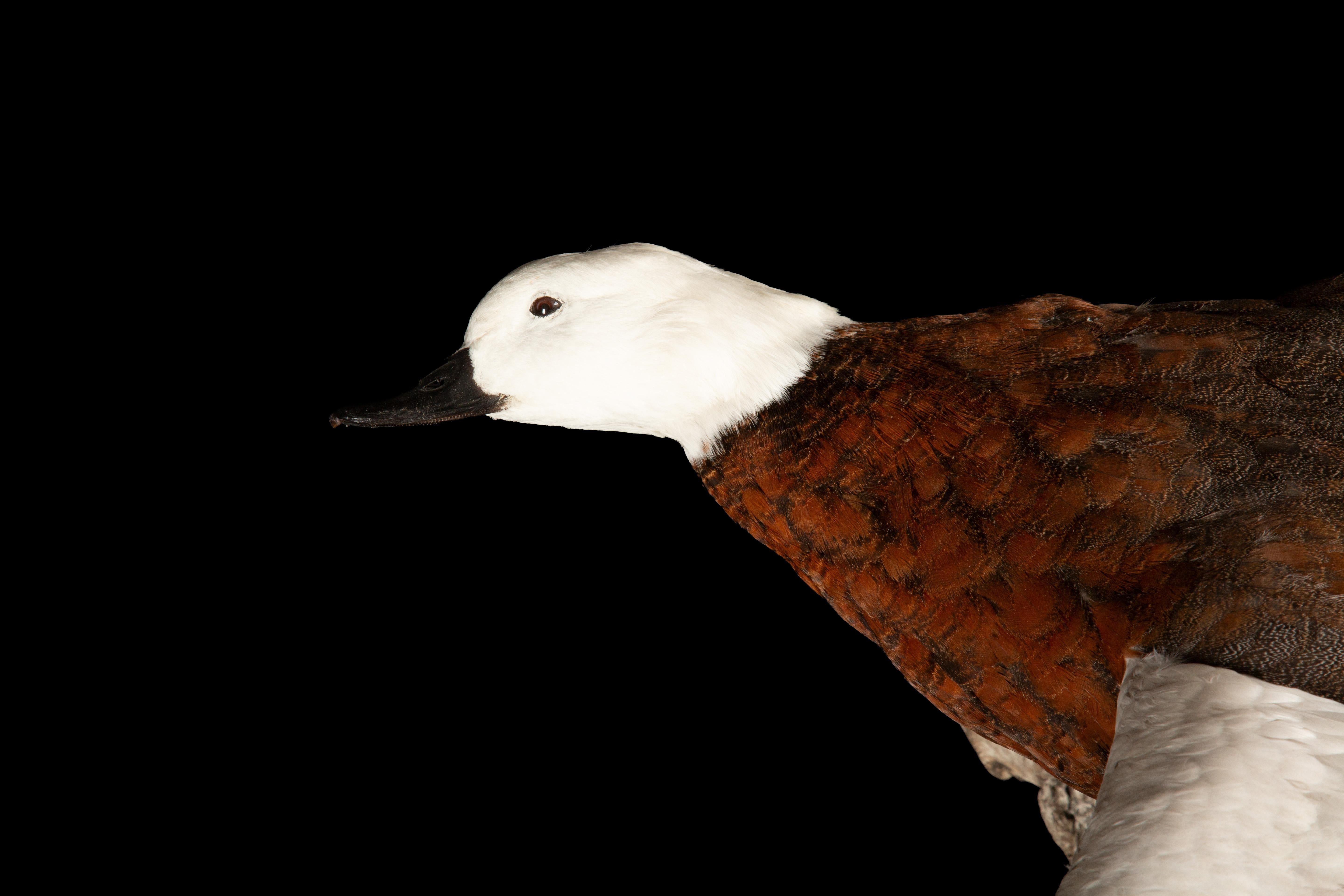 American Taxidermy Paradise Shelduck in Flight (Tadorna variegata) For Sale