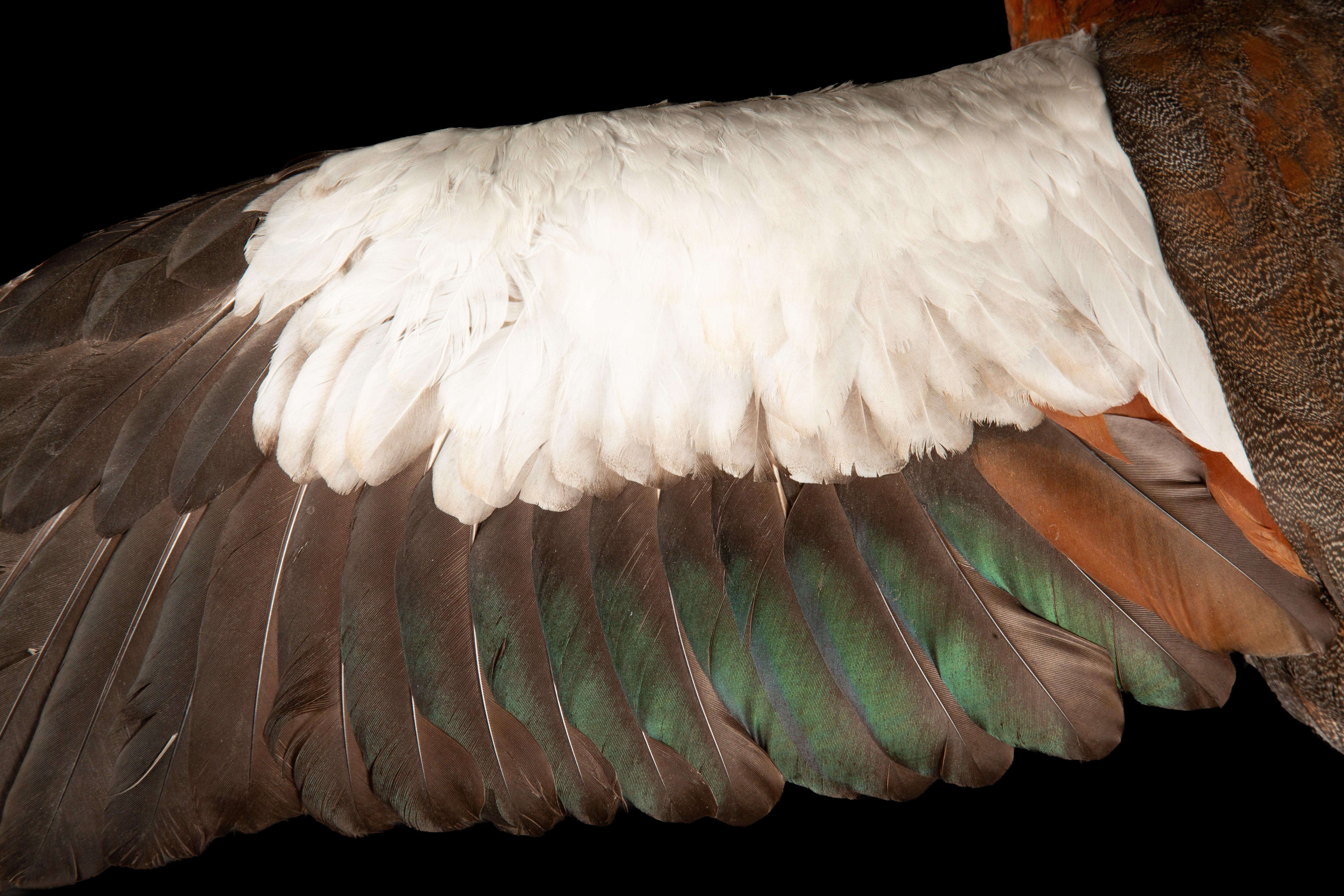 Taxidermy Paradise Shelduck in Flight (Tadorna variegata) In New Condition For Sale In New York, NY
