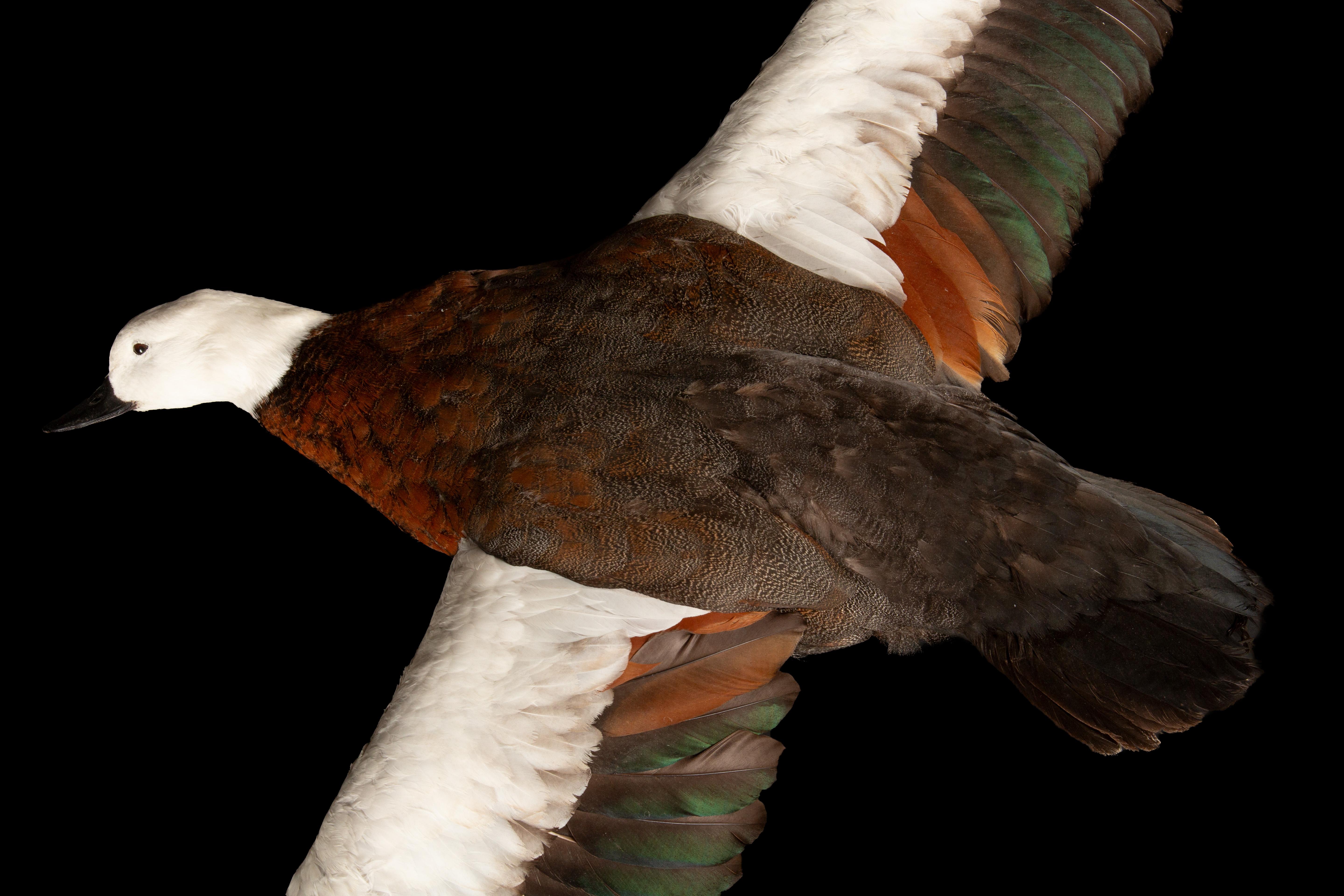 Contemporary Taxidermy Paradise Shelduck in Flight (Tadorna variegata) For Sale
