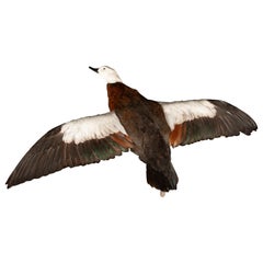 Tassidermia della volpoca del Paradiso in volo (Tadorna variegata)