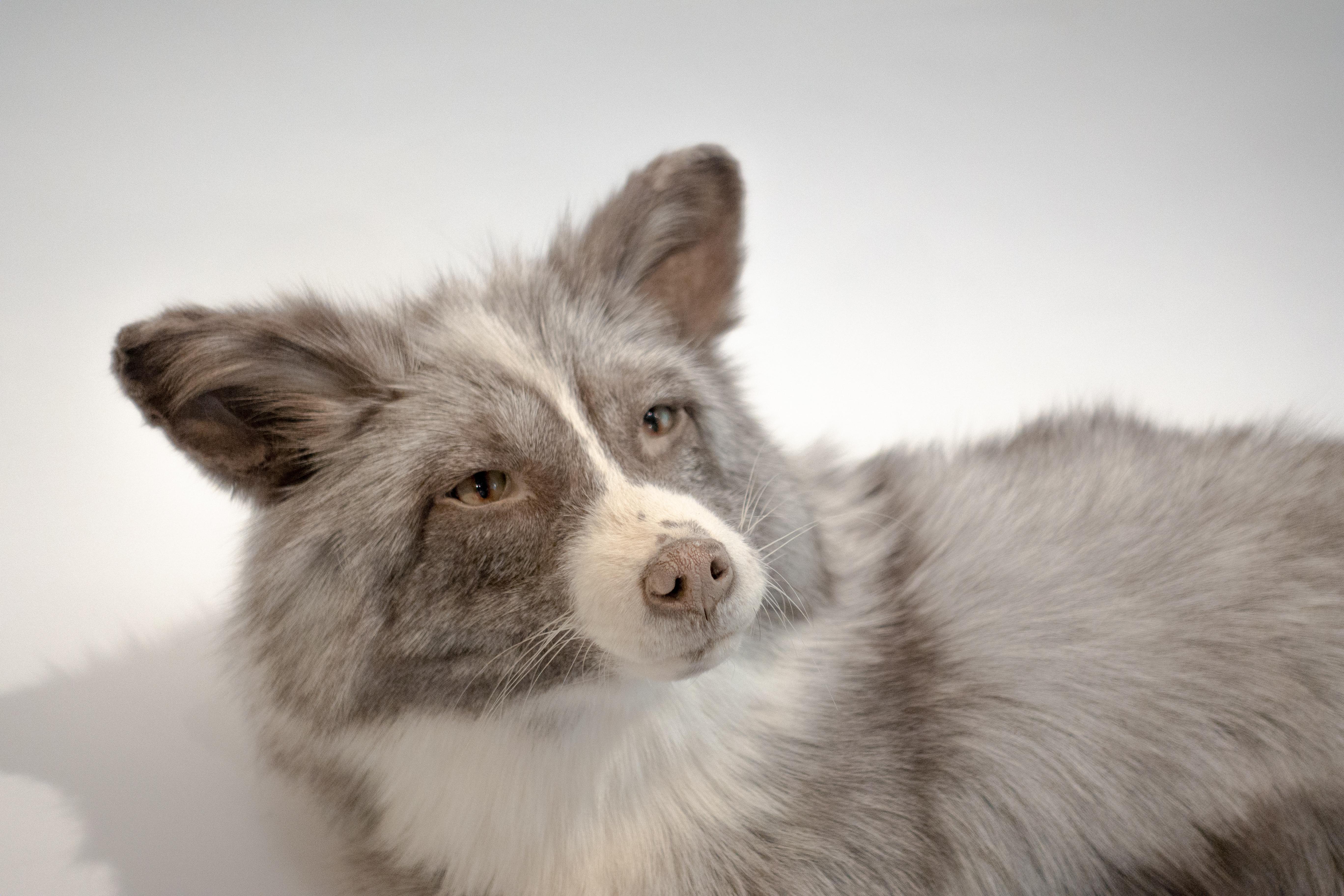 Lifesize pearl fox (Vulpes vulpes) taxidermy mount, posed in a reclining position. Full coat of silver-white fur in excellent condition.