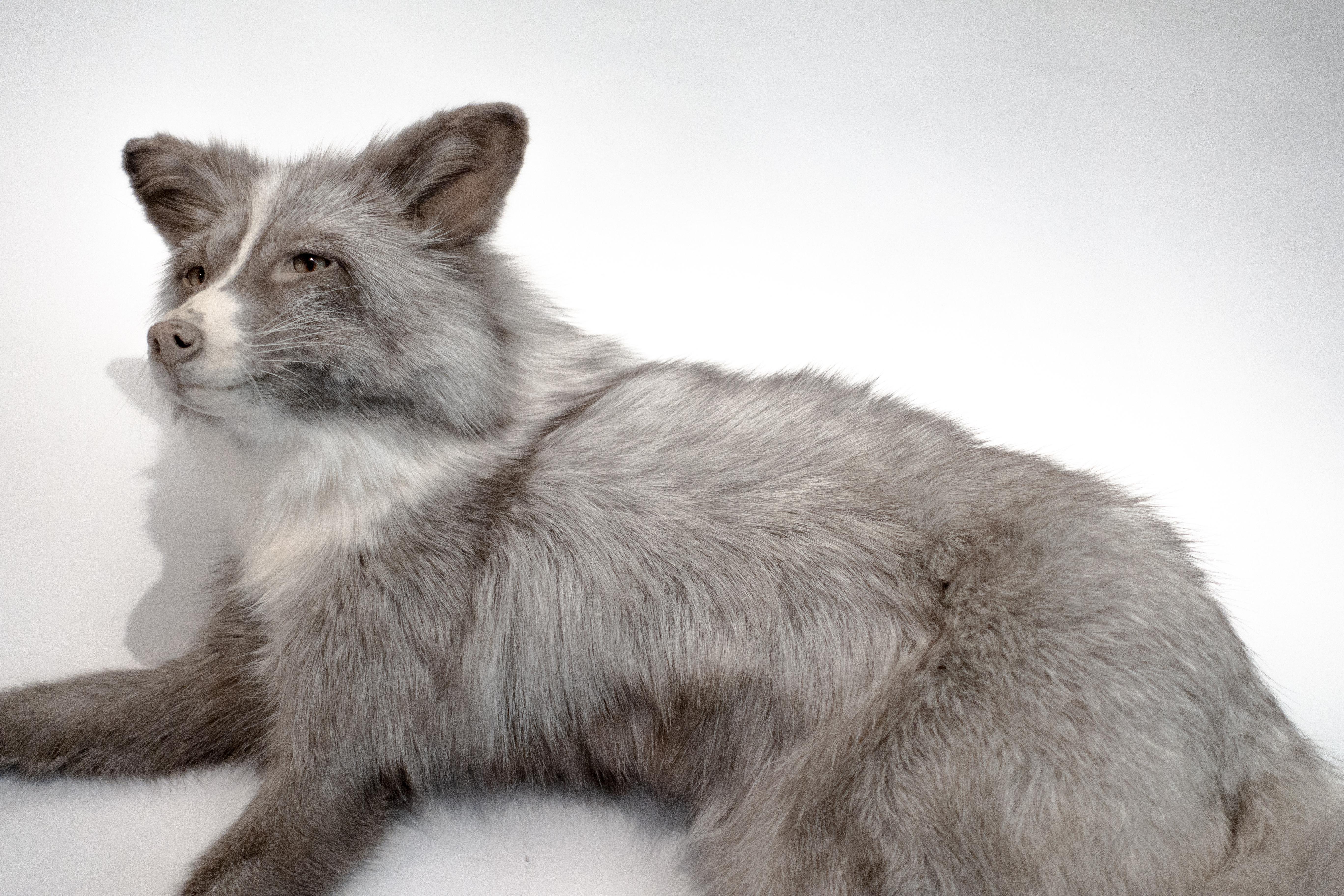 Taxidermy Pearl Fox In Good Condition In New York, NY