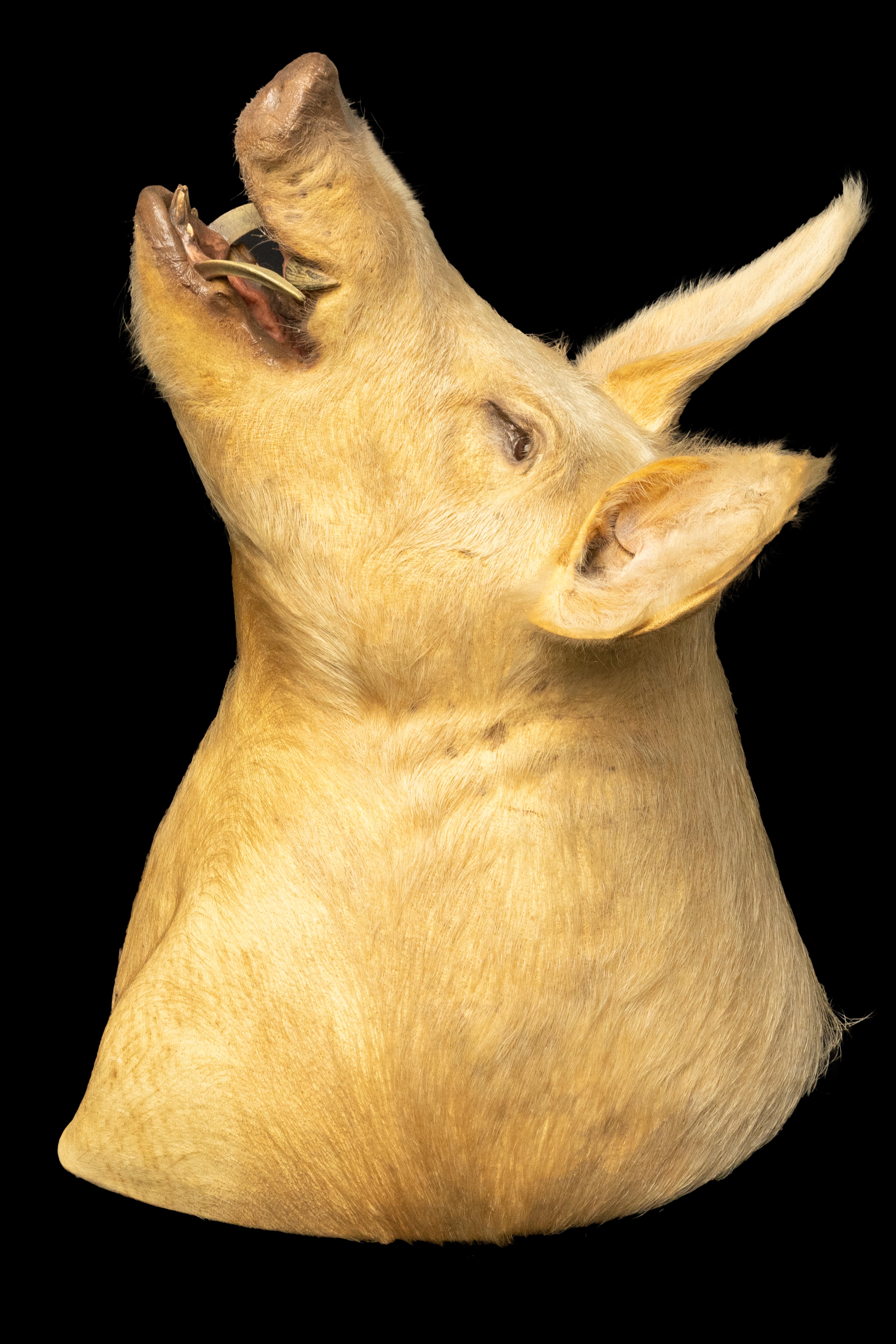 This pig shoulder mount taxidermy is a unique and impressive addition to any collection. The mount captures the essence of this common farm animal, with its distinct snout, large ears and tusks.

Measuring 26