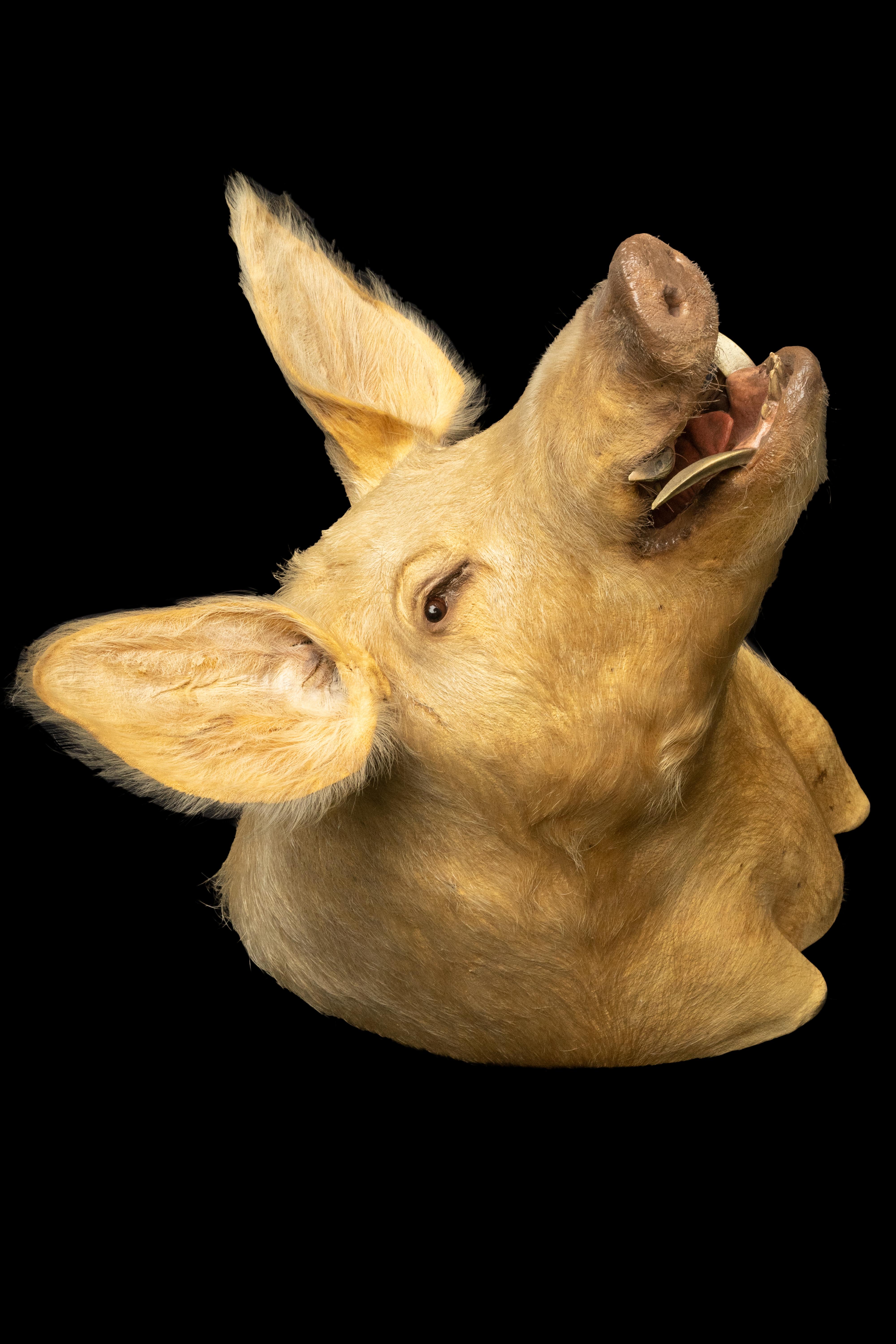 Cochon taxidermisé Neuf - En vente à New York, NY