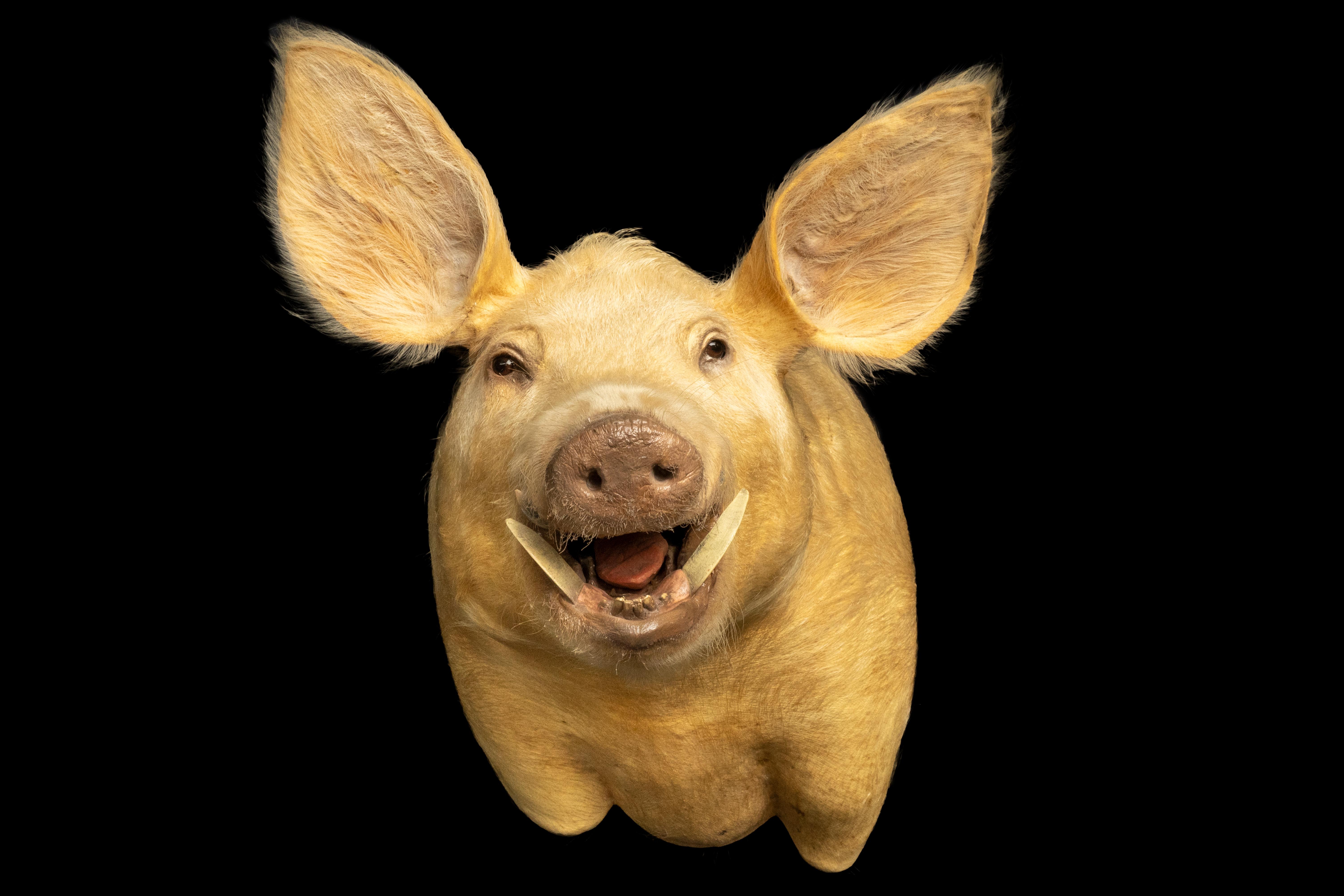 Taxidermie Schwein im Angebot 1