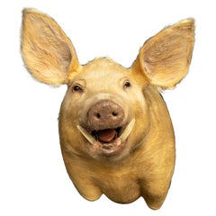 Taxidermy Pig