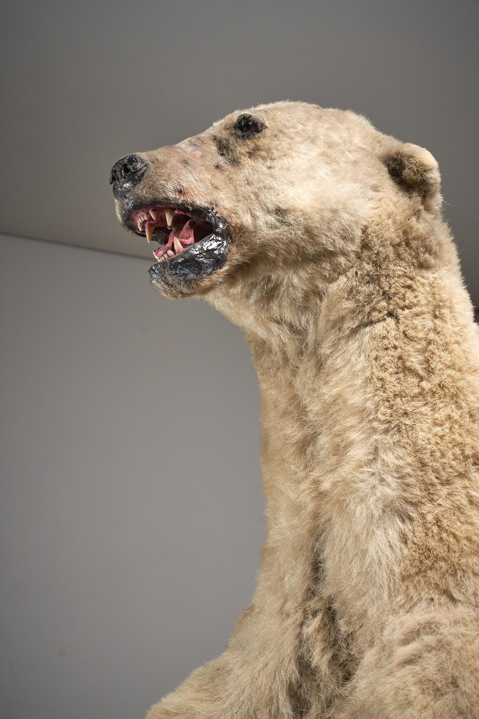 Taxidermia Oso Polar - Tamaño natural en venta 3