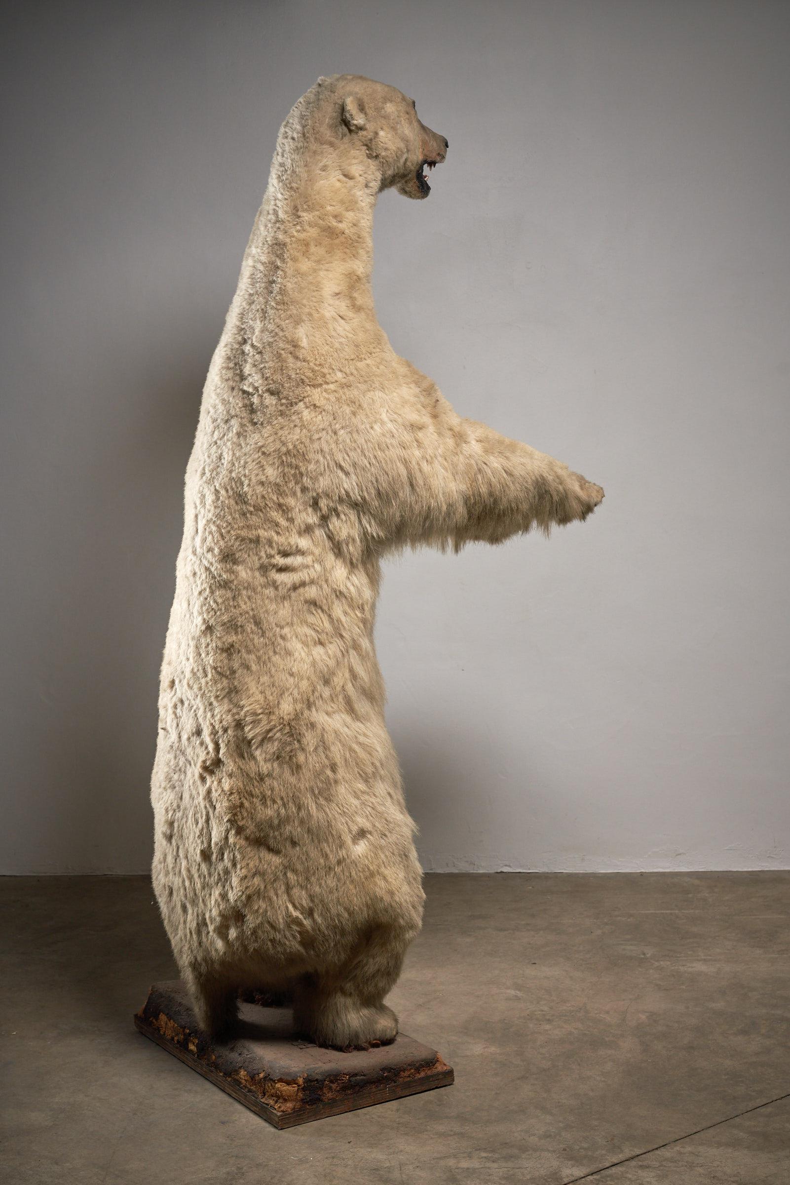 Taxidermia Oso Polar - Tamaño natural en venta 4